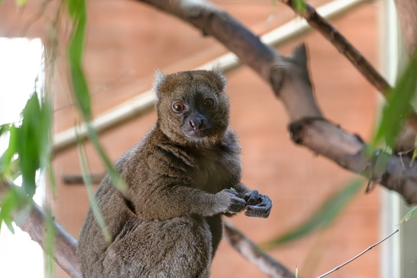 Greater Bamboo Lemurs