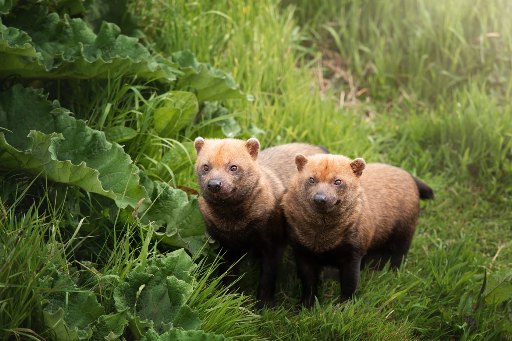 Bush Dog 2021 02