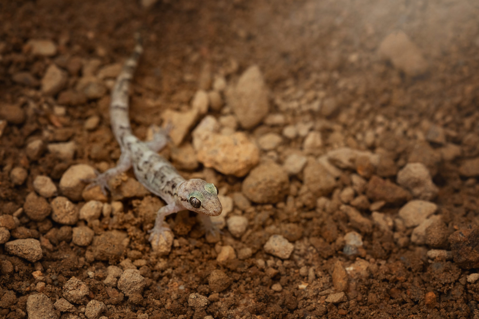 Lesser Night Gecko at Jersey Zoo