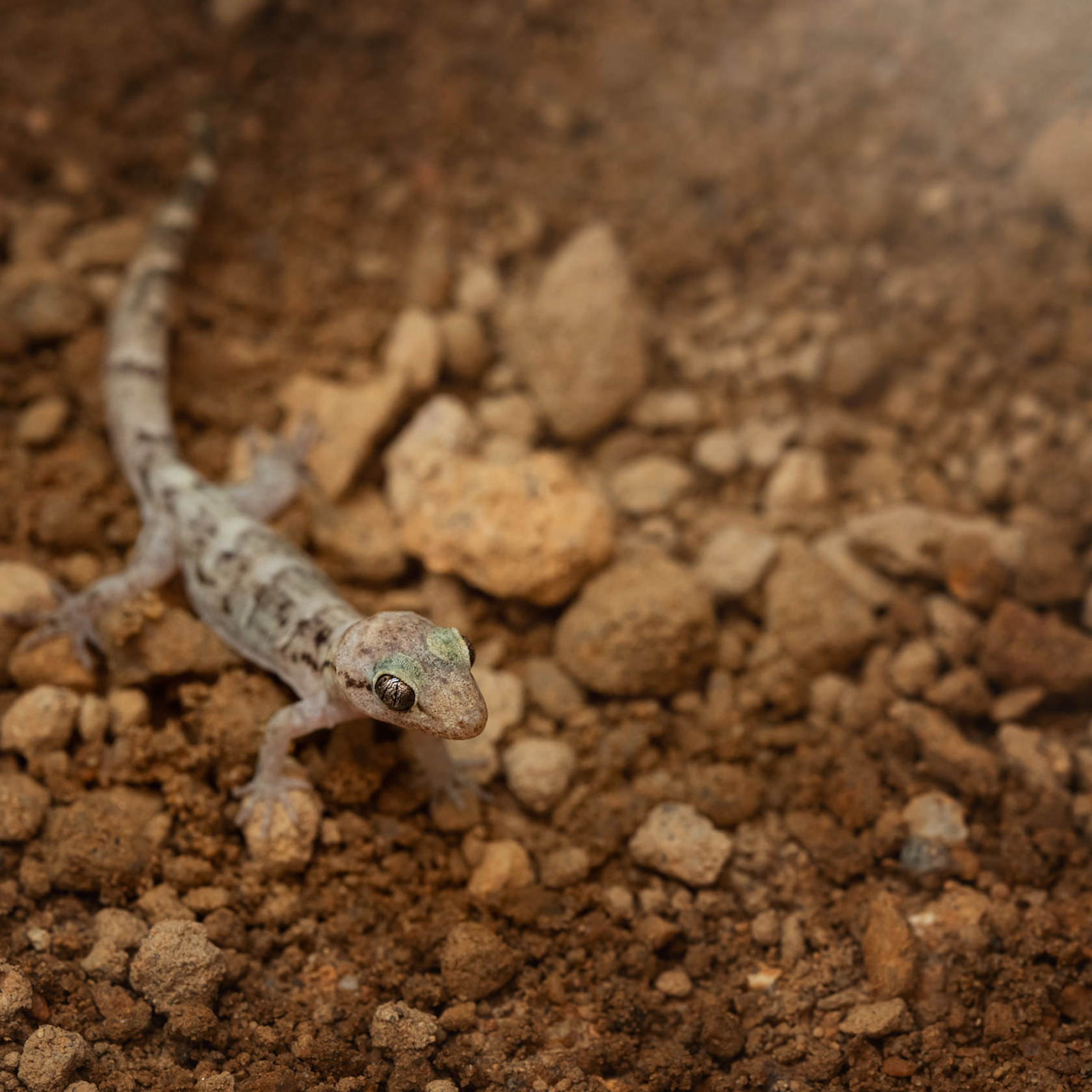 Lesser Night Gecko at Jersey Zoo