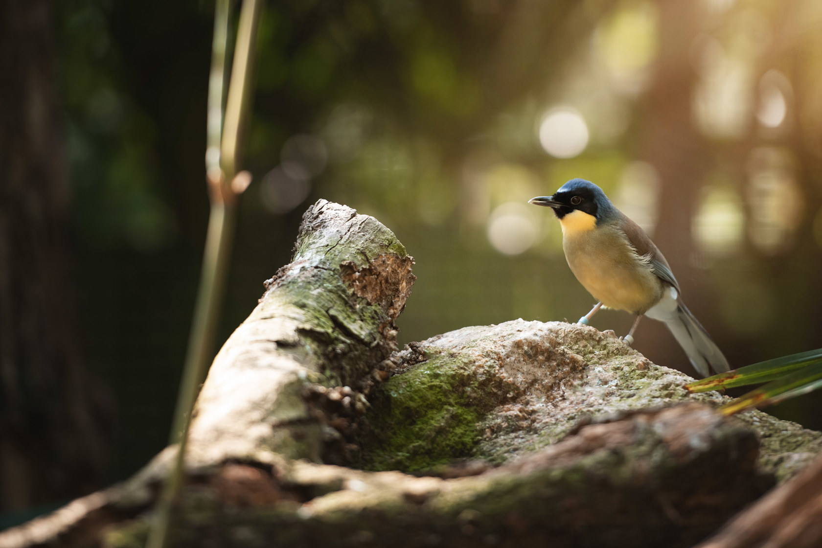 Blue Crowned Laughingthrush 2021 02