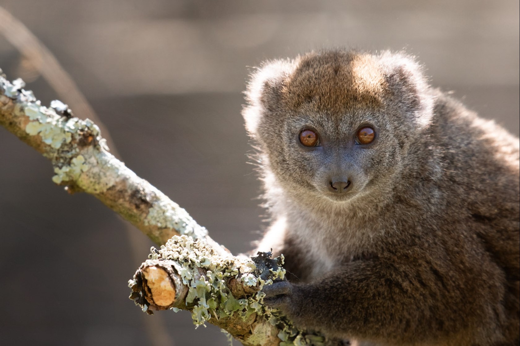 Alaotran Gentle Lemur 2021 03