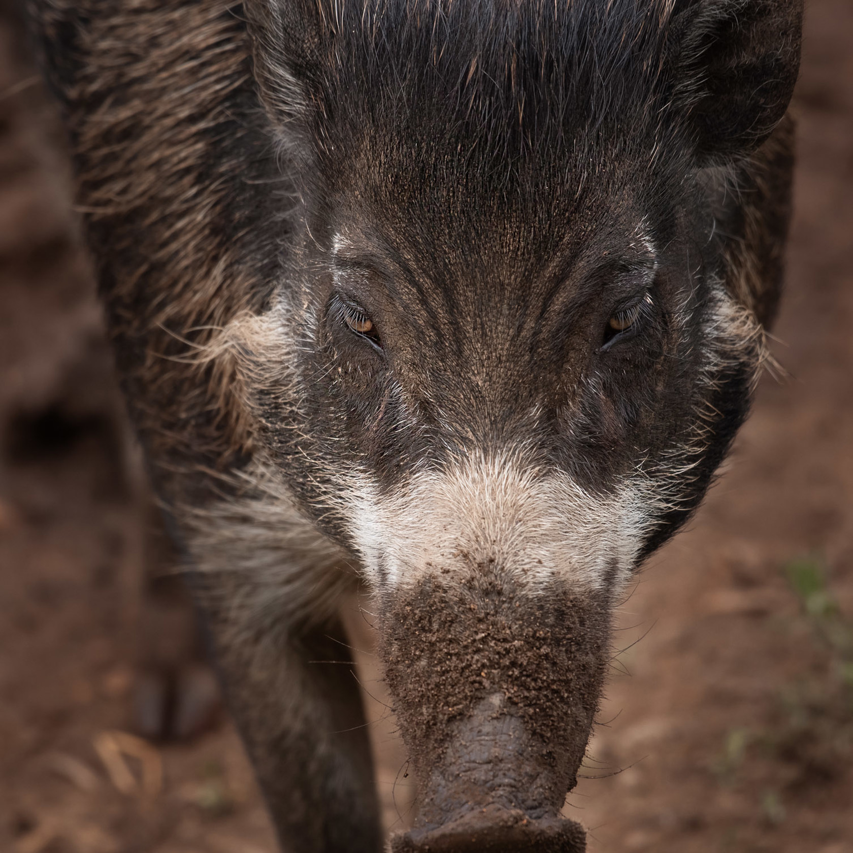 Visayan Warty Pig 2021 08