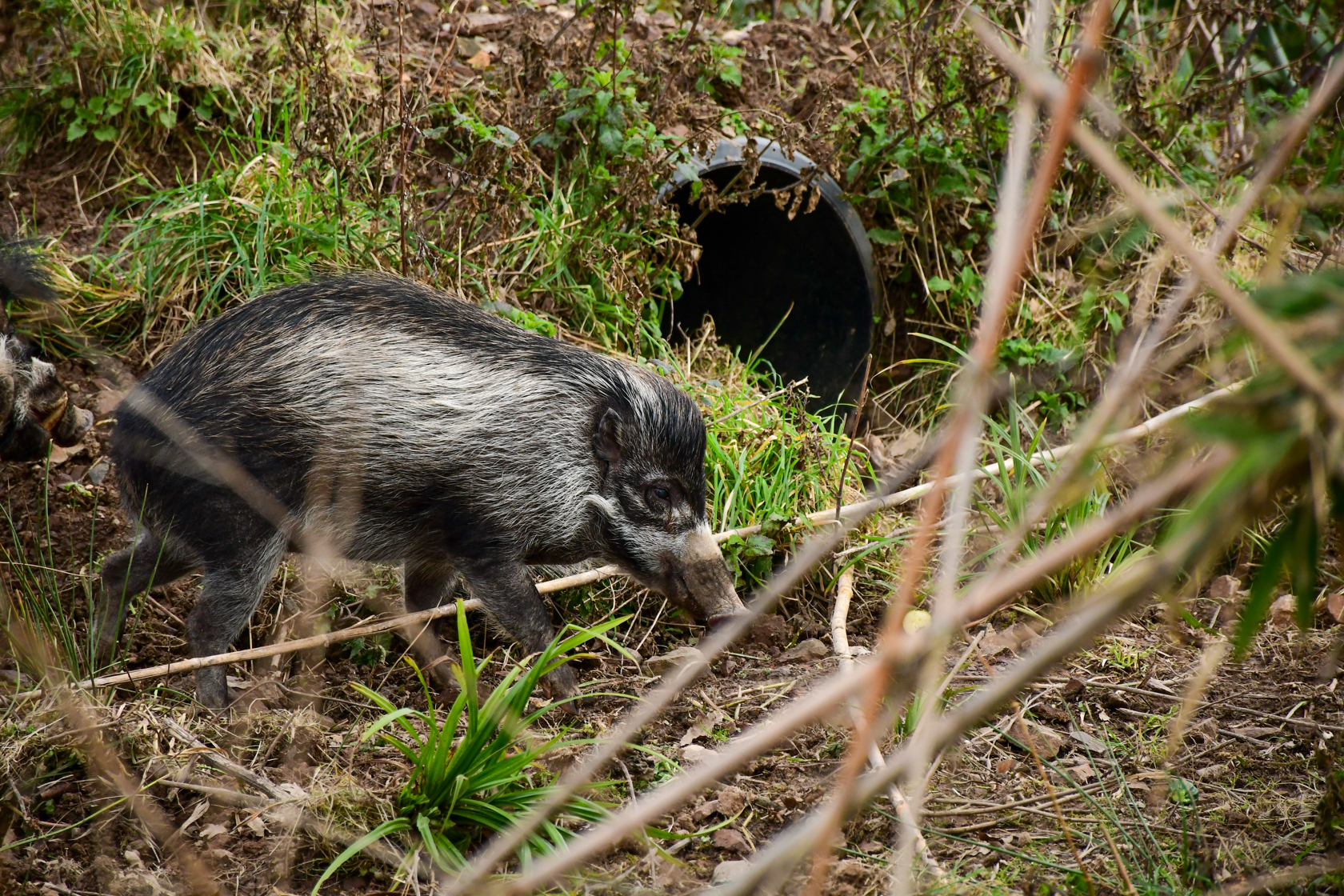 Warty Pigs New Enclosure 13022515