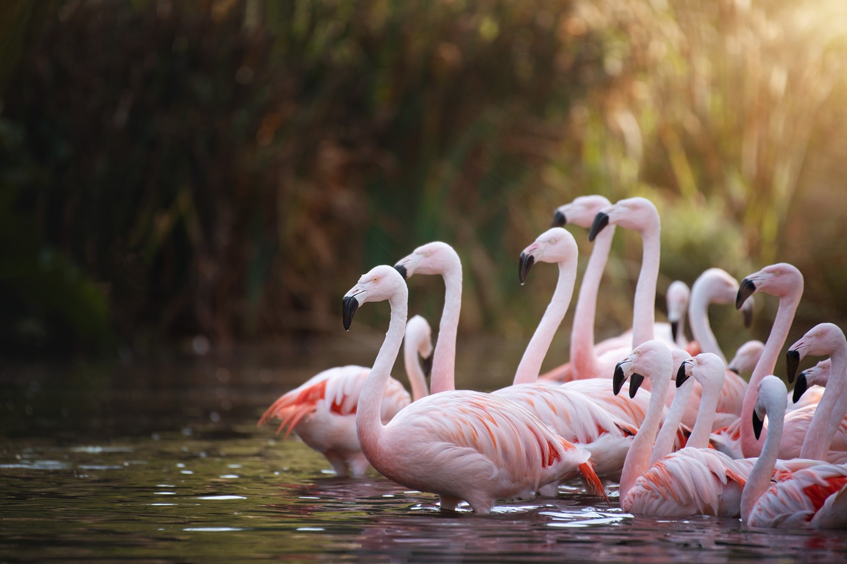 Chilean Flamingo flock at Jersey Zoo