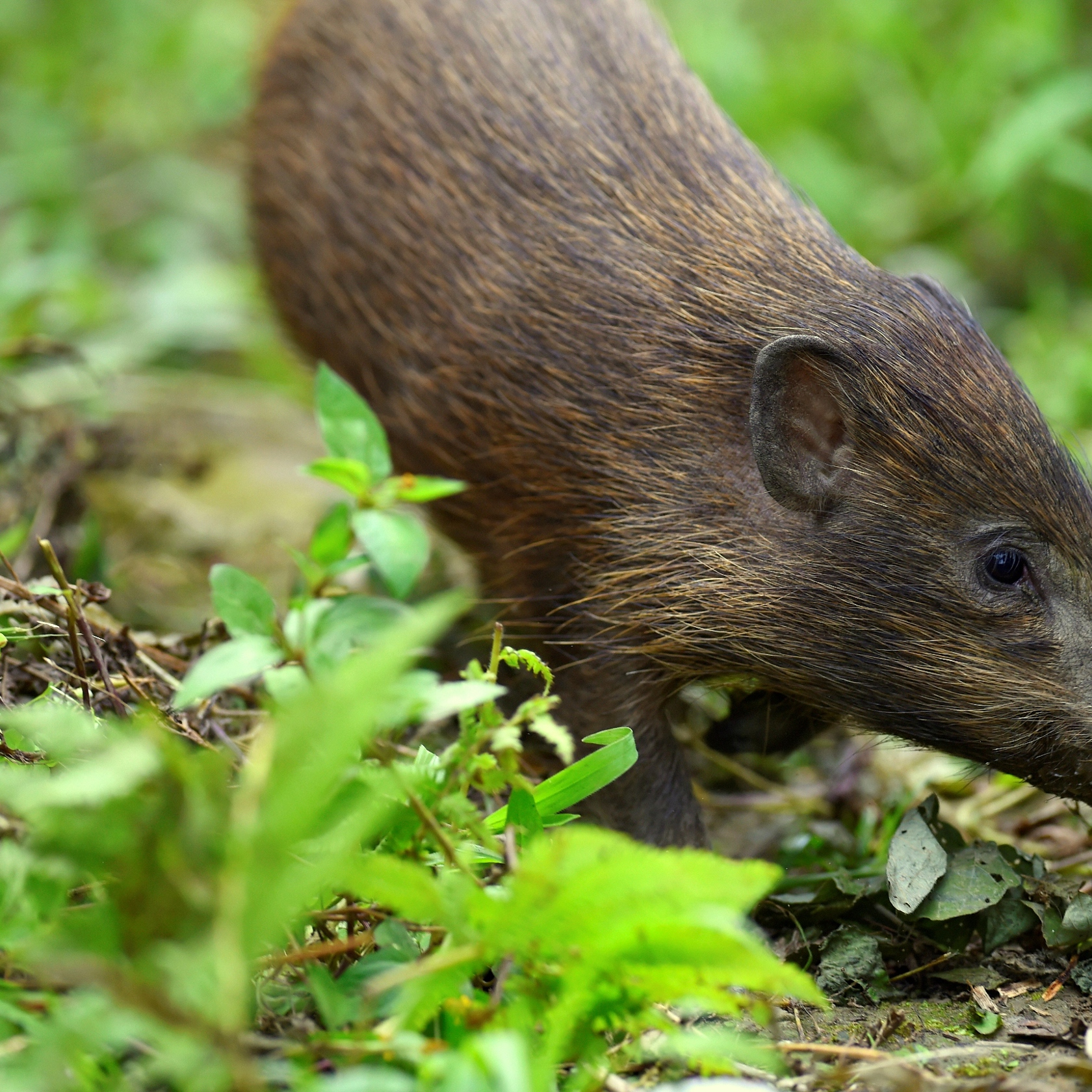 Craig Jones Pygmy Hog