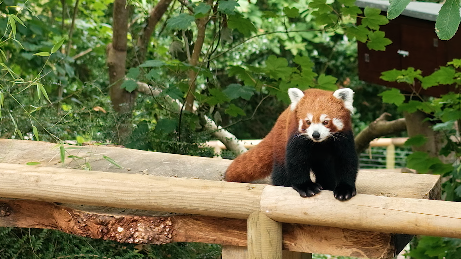 Red Panda Still 4 (1)