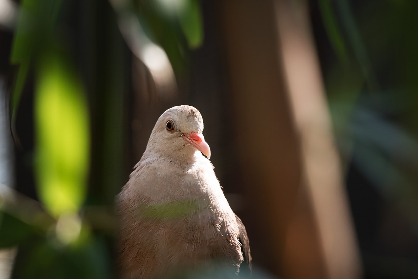 Pink pigeon sits on a perch