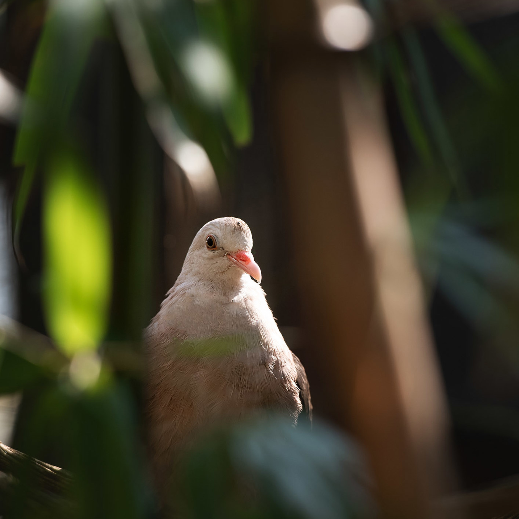 Pink pigeon sits on a perch