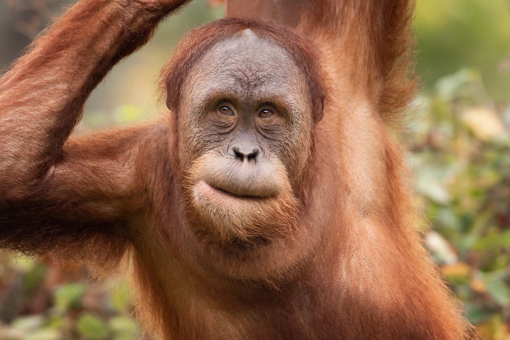 Sumatran orangutan climbs at Jersey Zoo