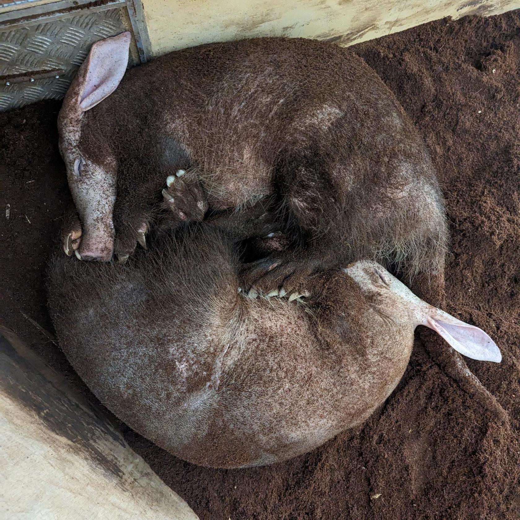 4 Nacho And Tafari Cuddling Georgia Gotts
