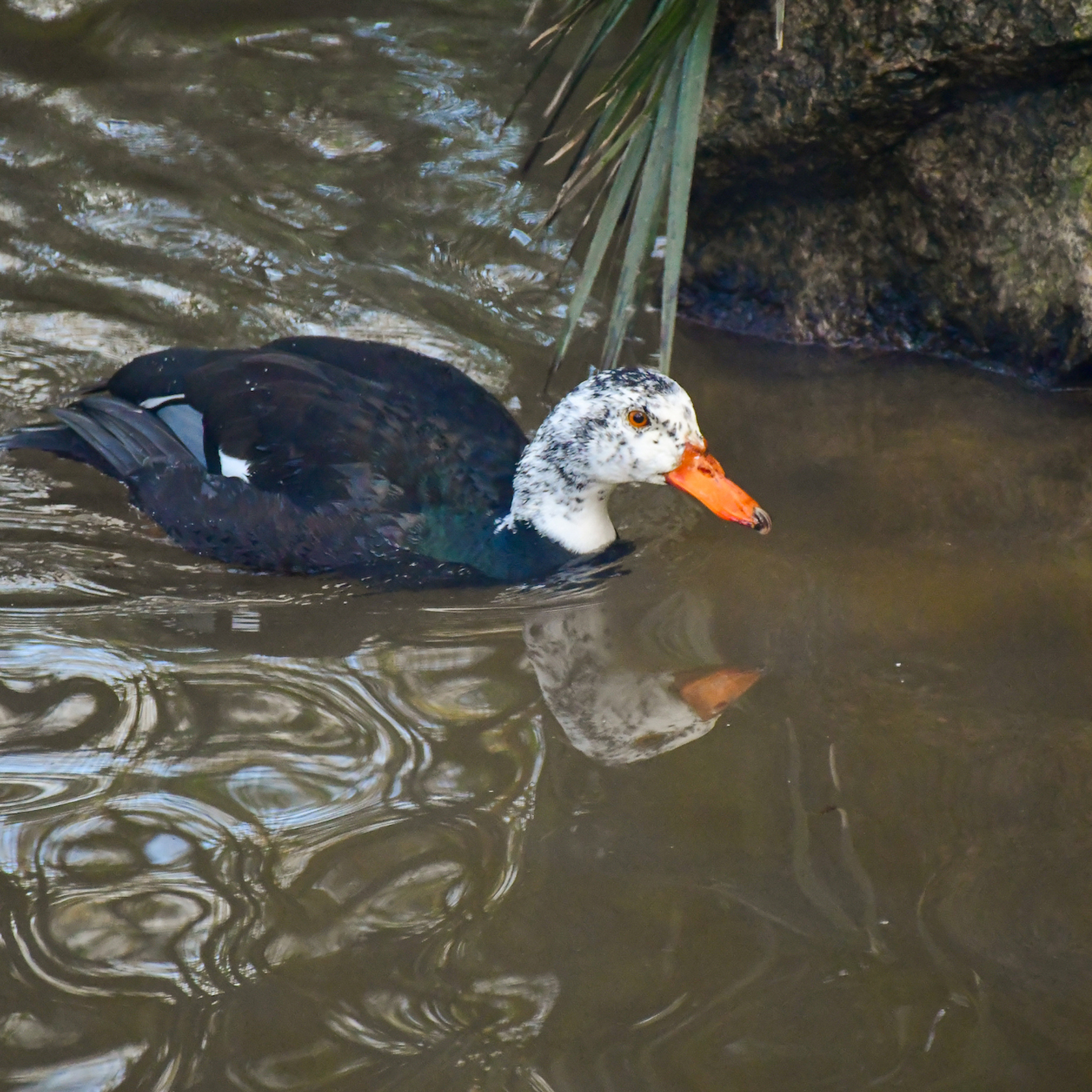 White Winged Duck Uplisted To CE 3001252