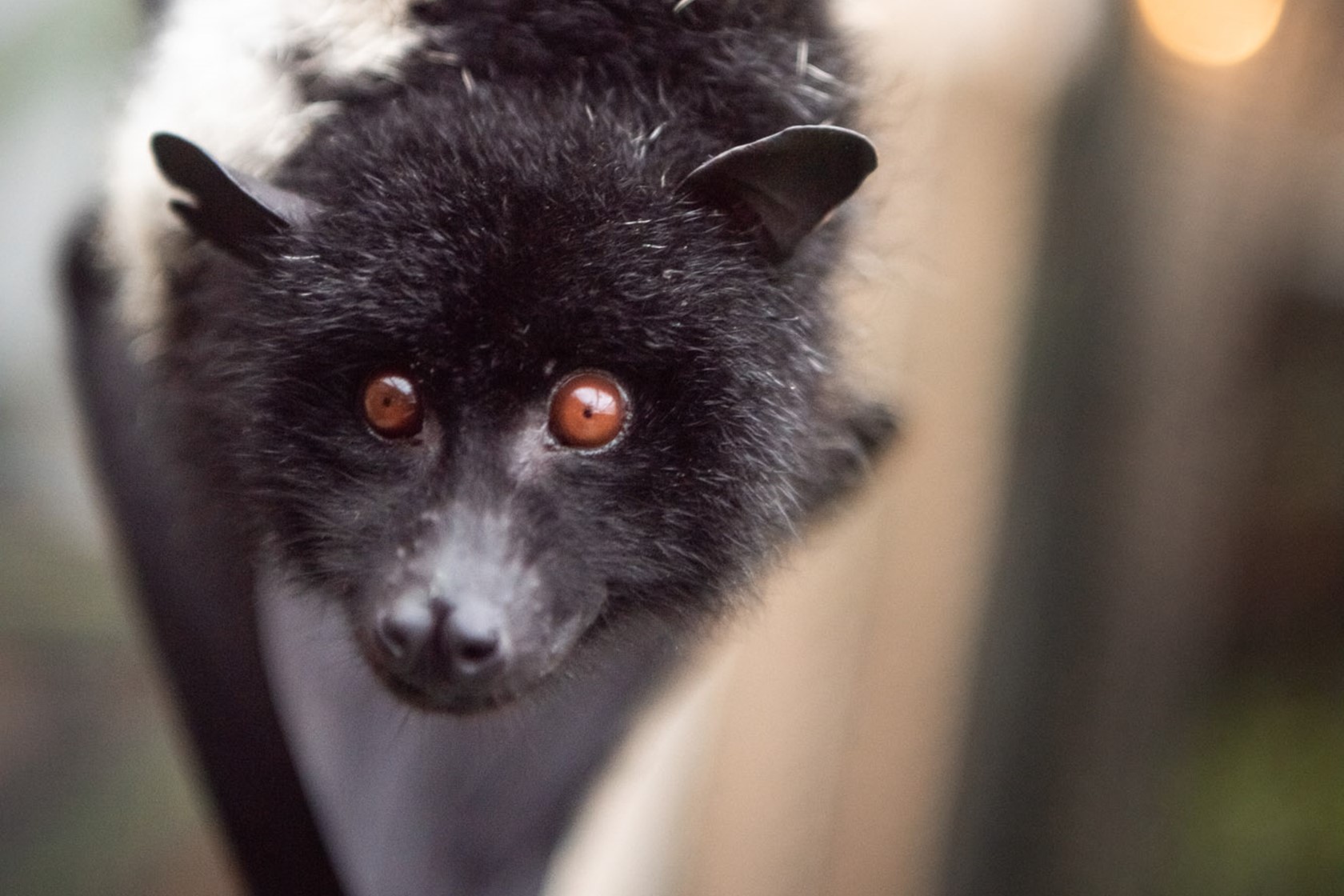 Livingstone's fruit bat at Jersey Zoo