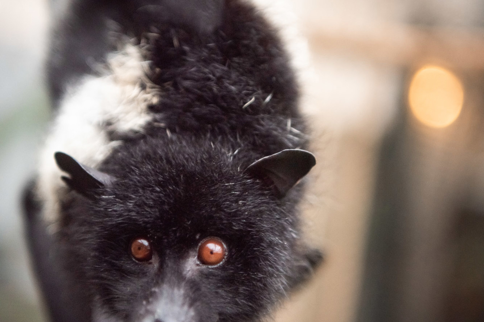 Livingstone's fruit bat at Jersey Zoo