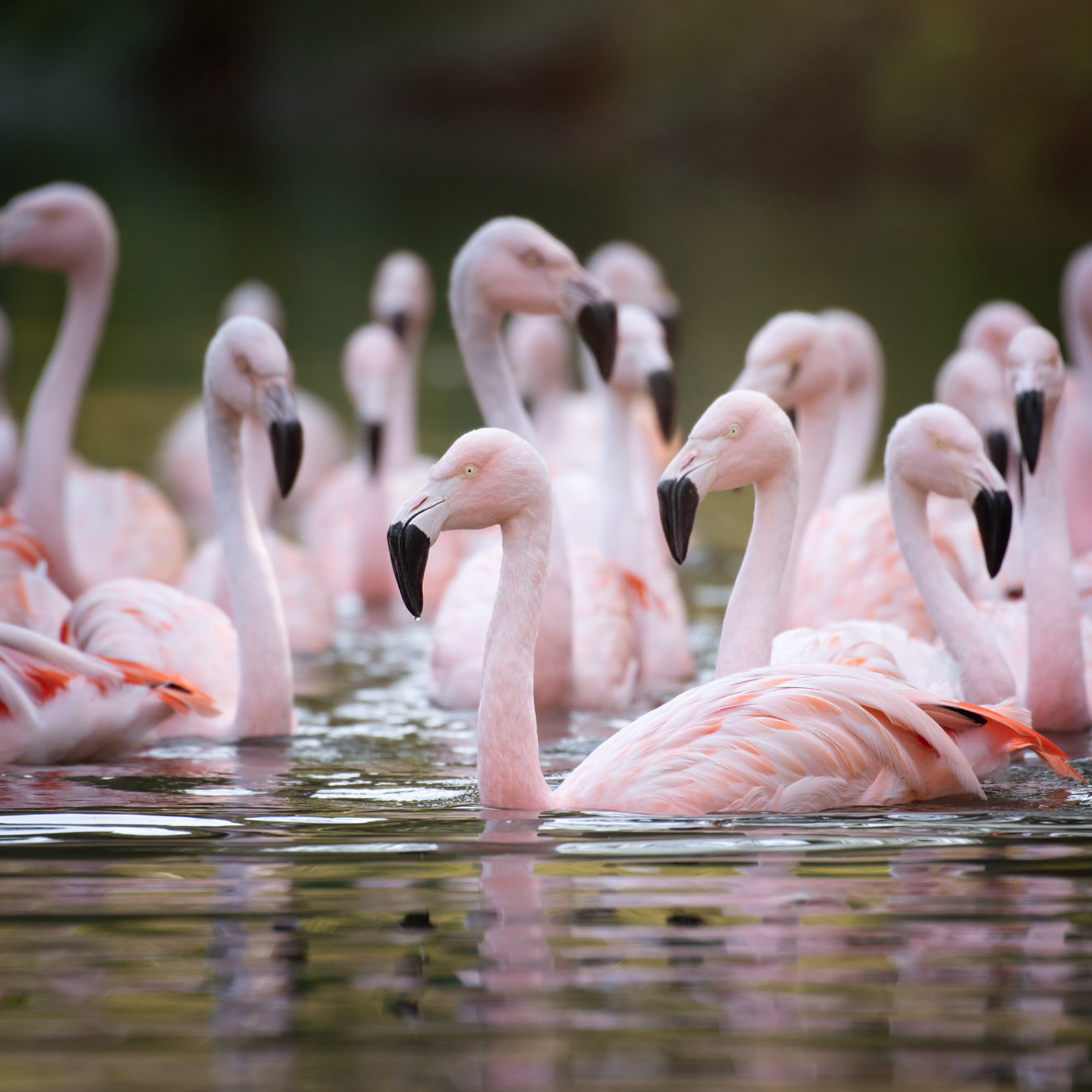 Flamingos on the water at Jersey Zoo