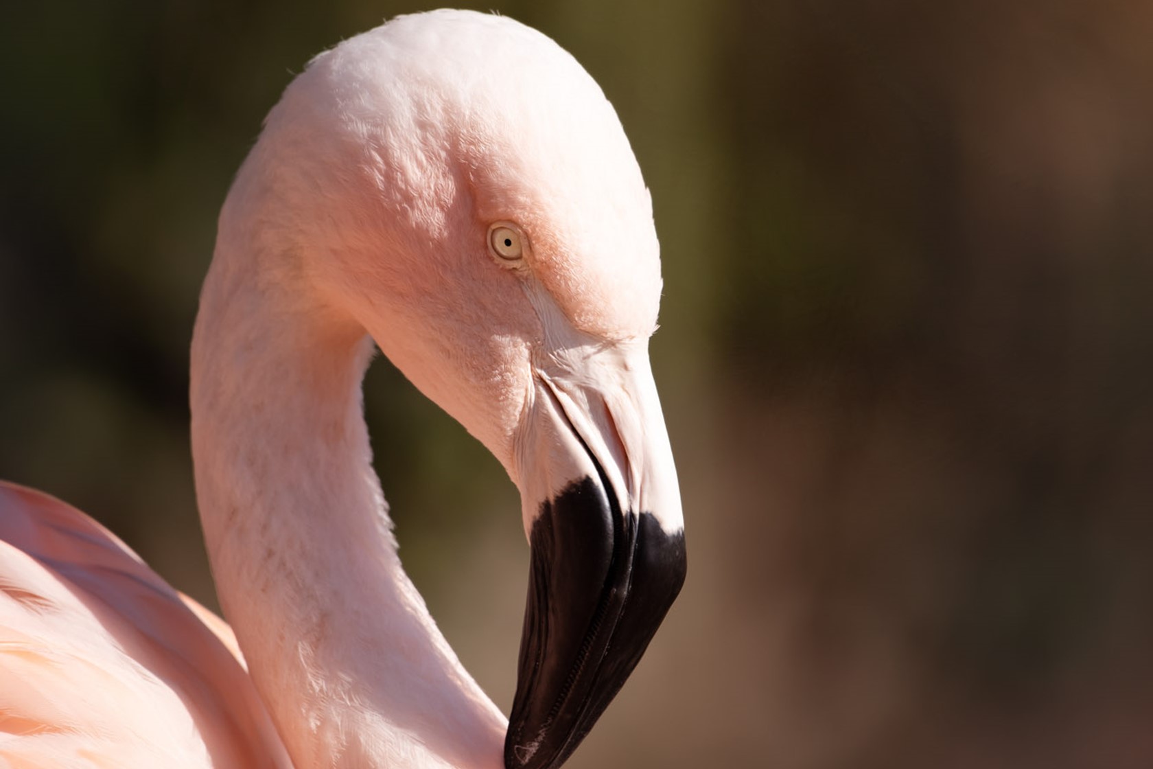 Chilean Flamingo at Jersey Zoo