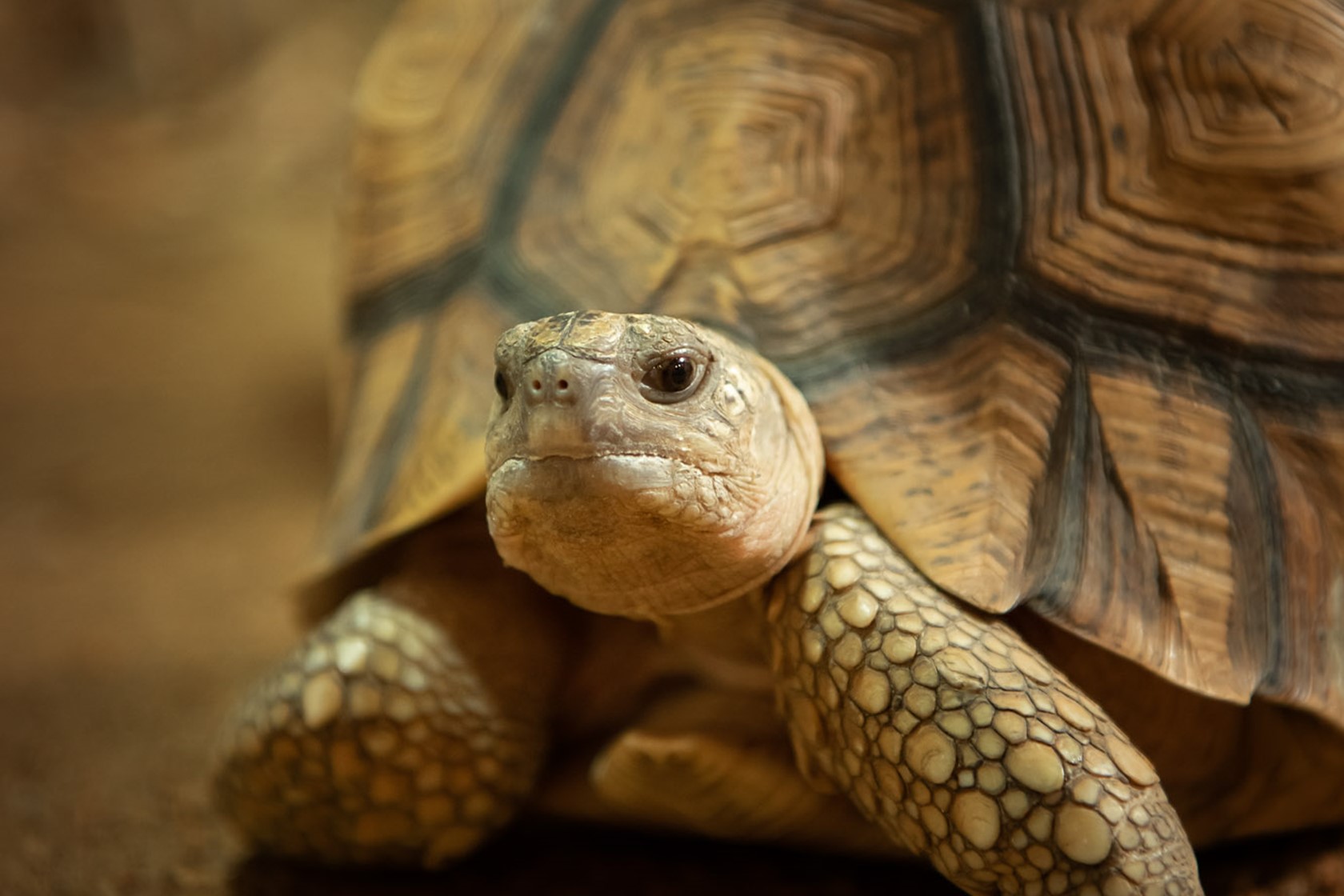 A Ploughshare Tortoise at Jersey Zoo