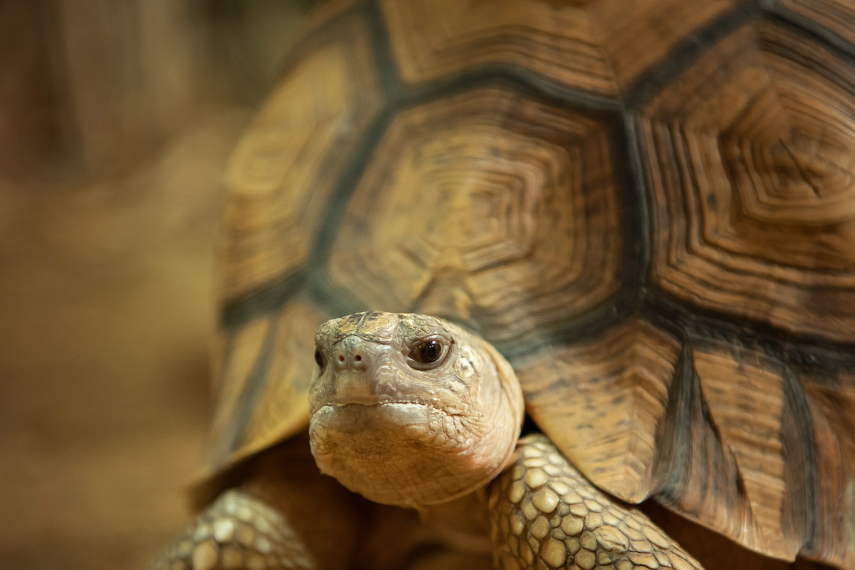 A Ploughshare Tortoise at Jersey Zoo