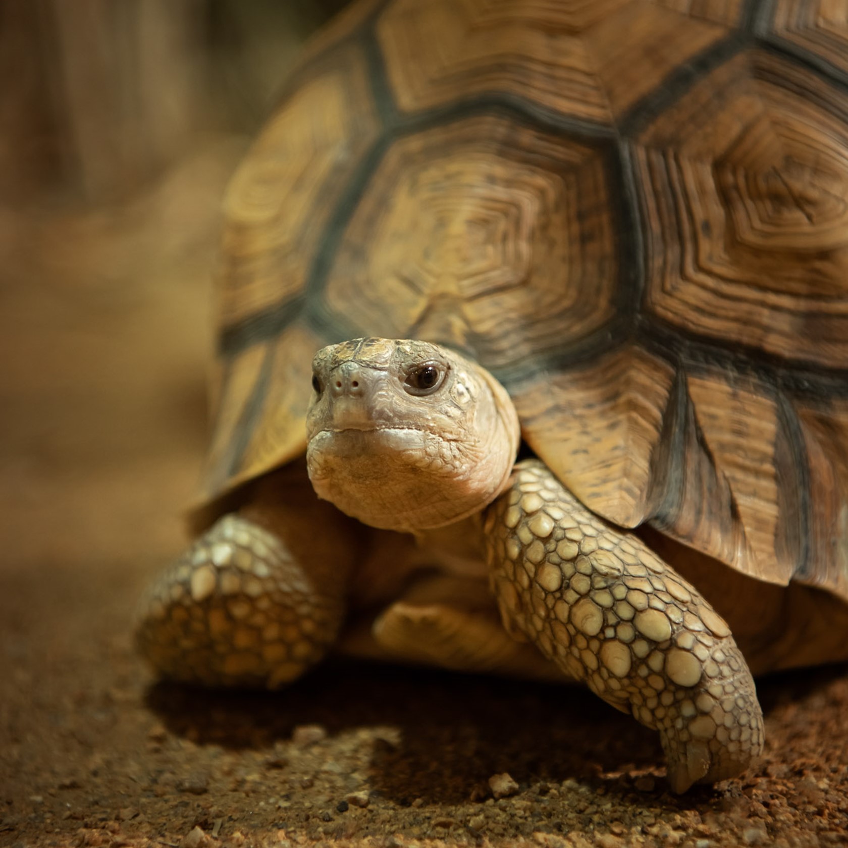 A Ploughshare Tortoise at Jersey Zoo