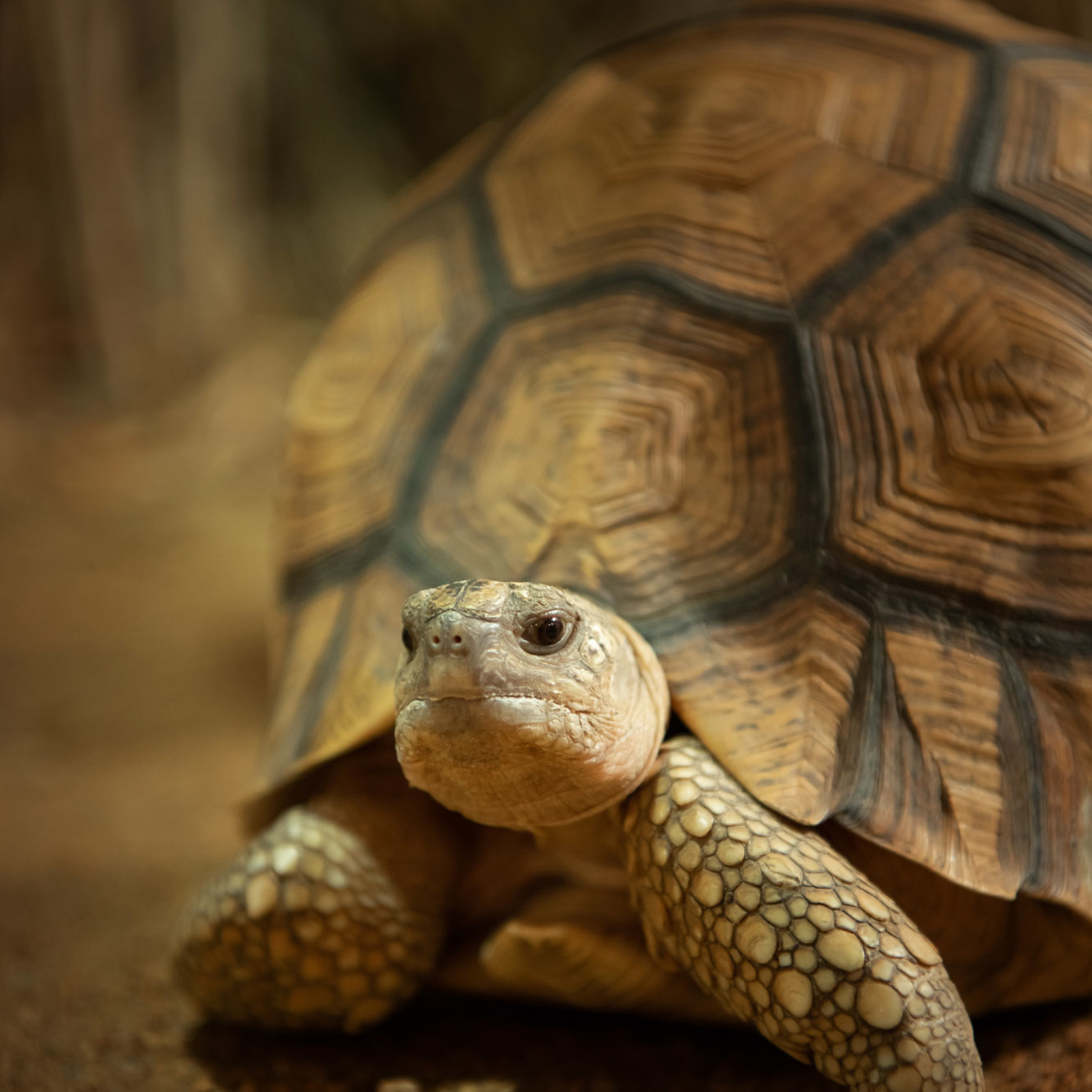 A Ploughshare Tortoise at Jersey Zoo