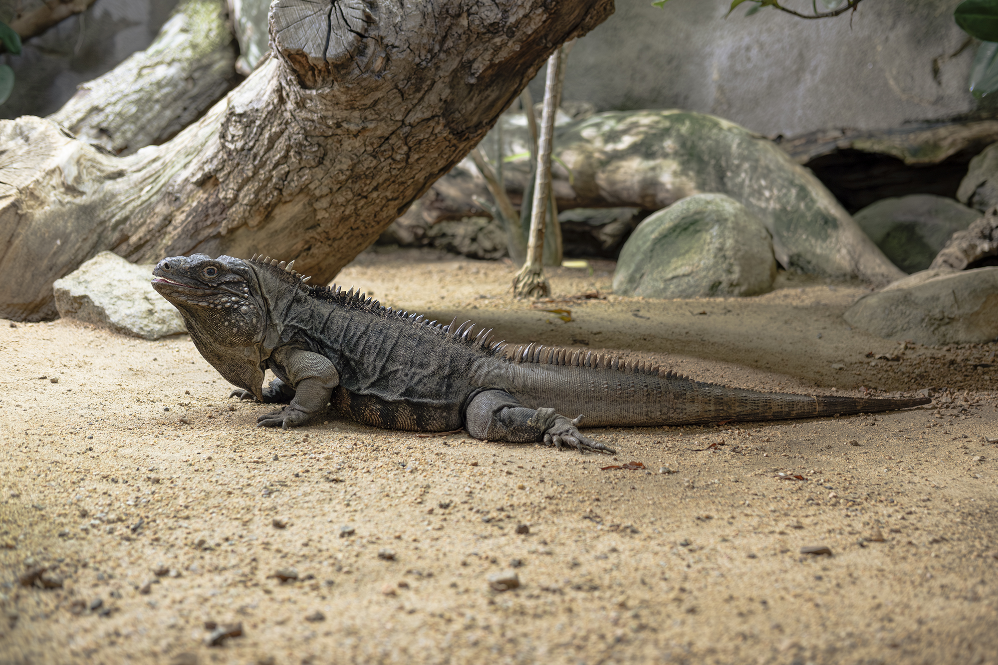 Cuban Iguana 3