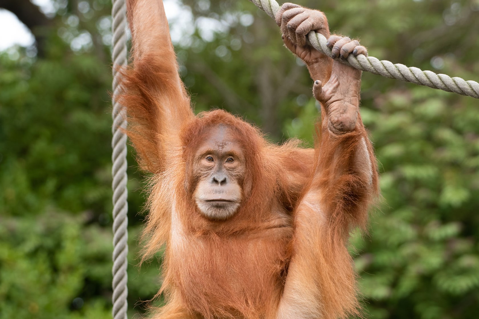 Sumatran Orangutan 2021 06