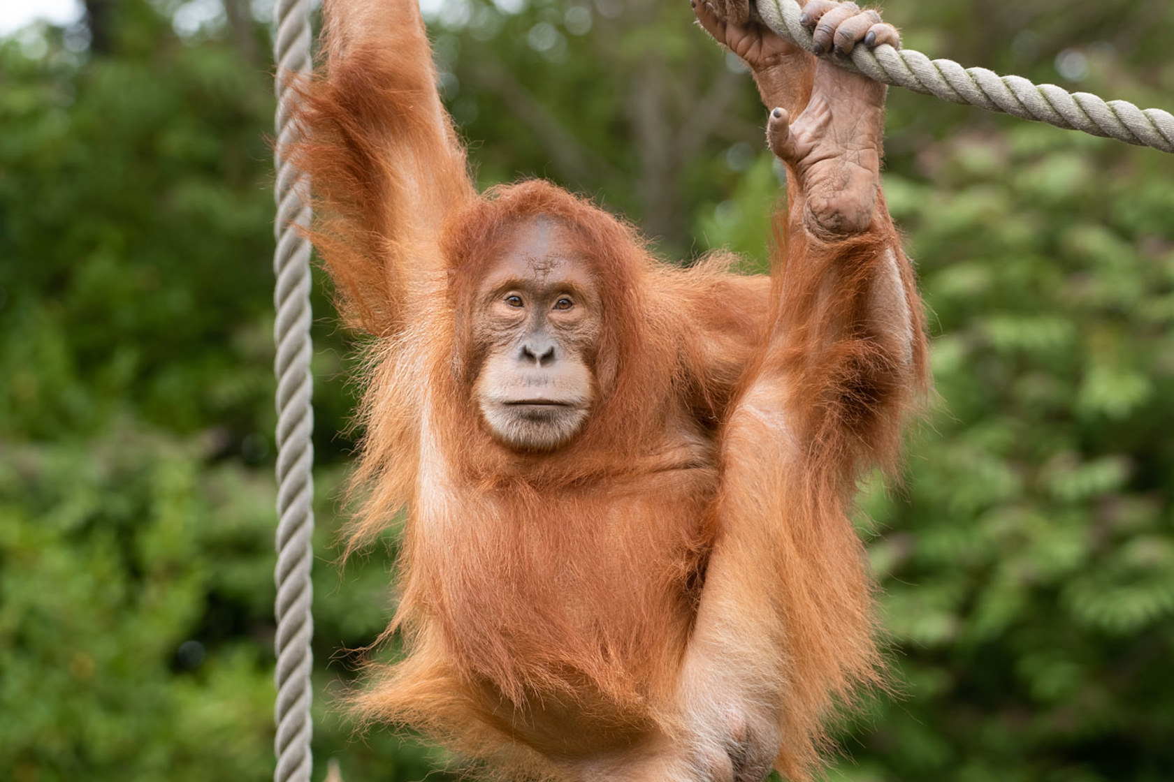 Sumatran Orangutan 2021 06