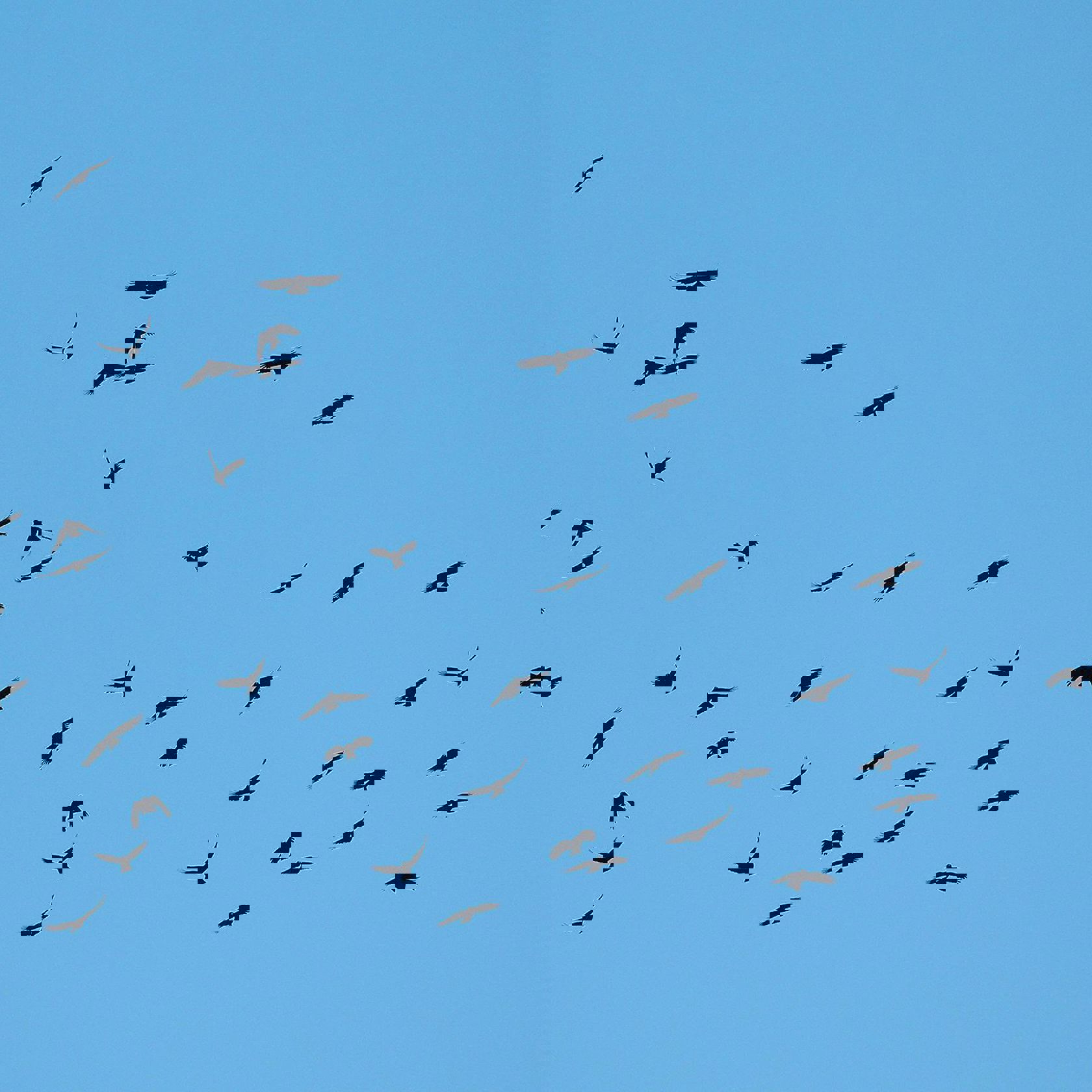 48 Choughs Over St Ouen. Photograph By Mick Drydon 25