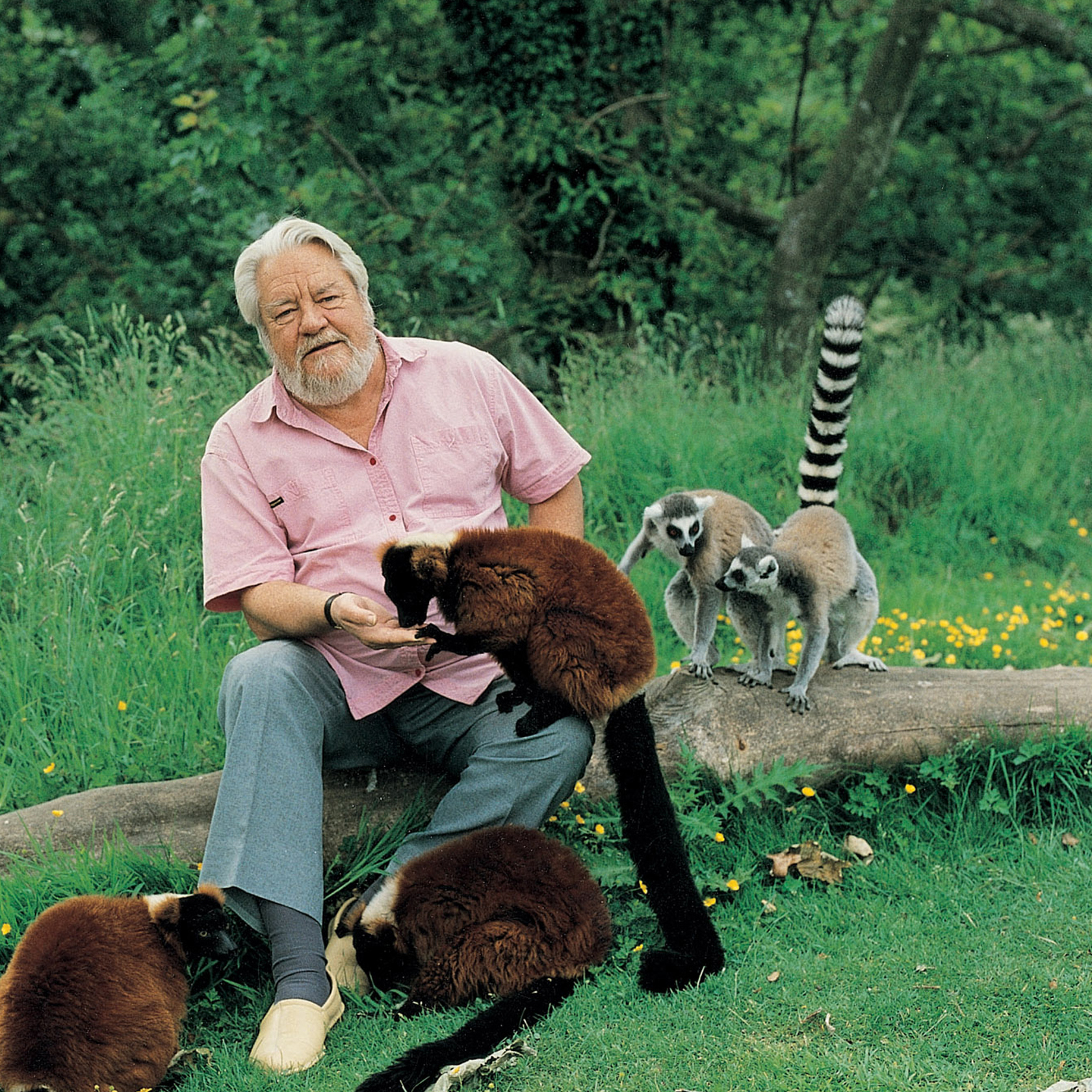 19 Gerald Durrell With Ring Tailed And Red Ruffed Lemurs Photo By Peter Trenchard Flipped