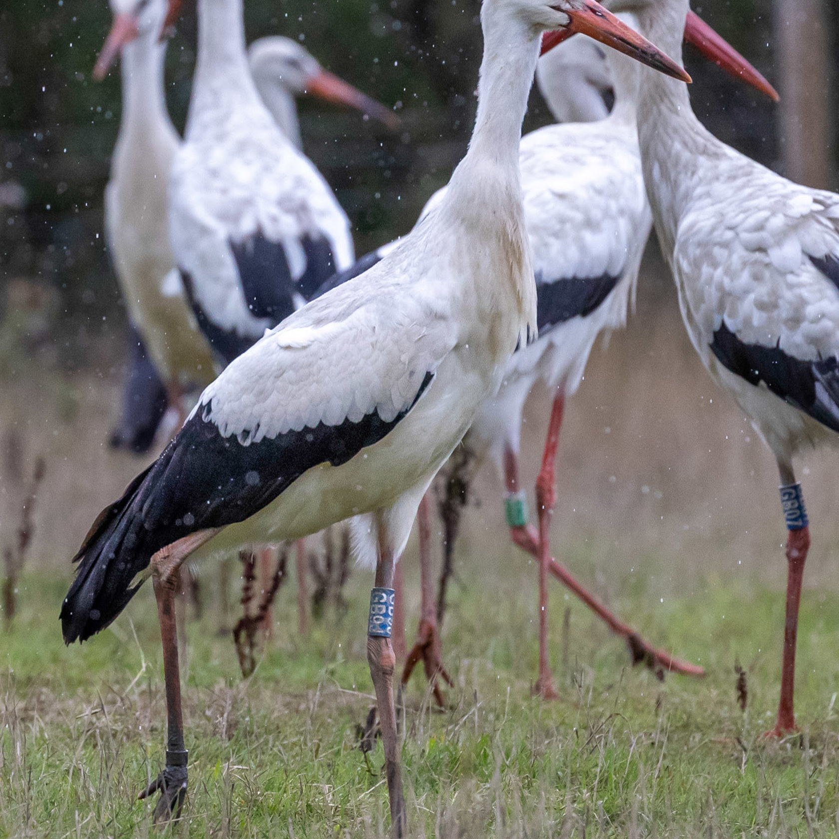 Storks in a field in the UK
