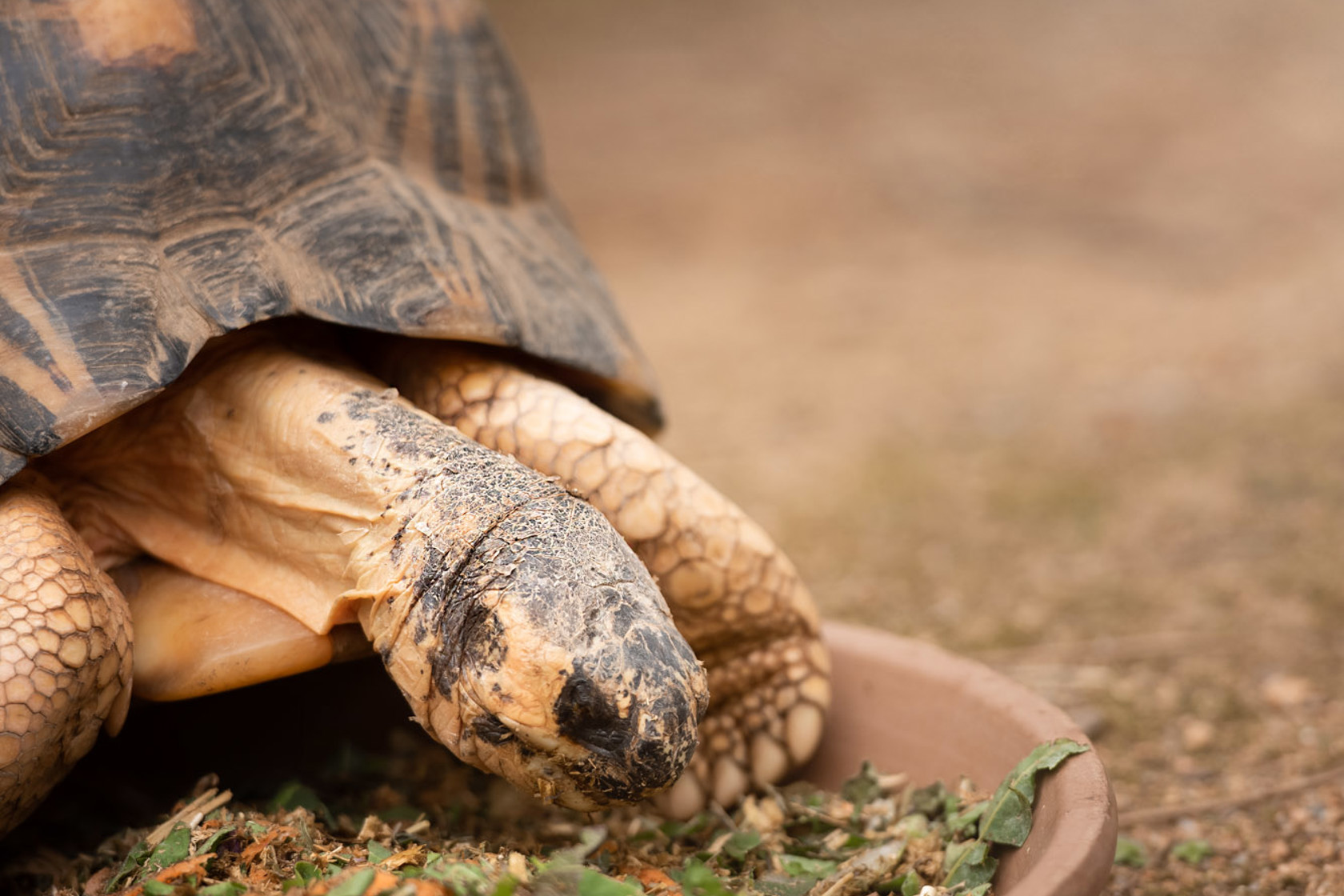 Radiant Shell Tortoise Radiated tortoises at Jersey Zoo | Durrell