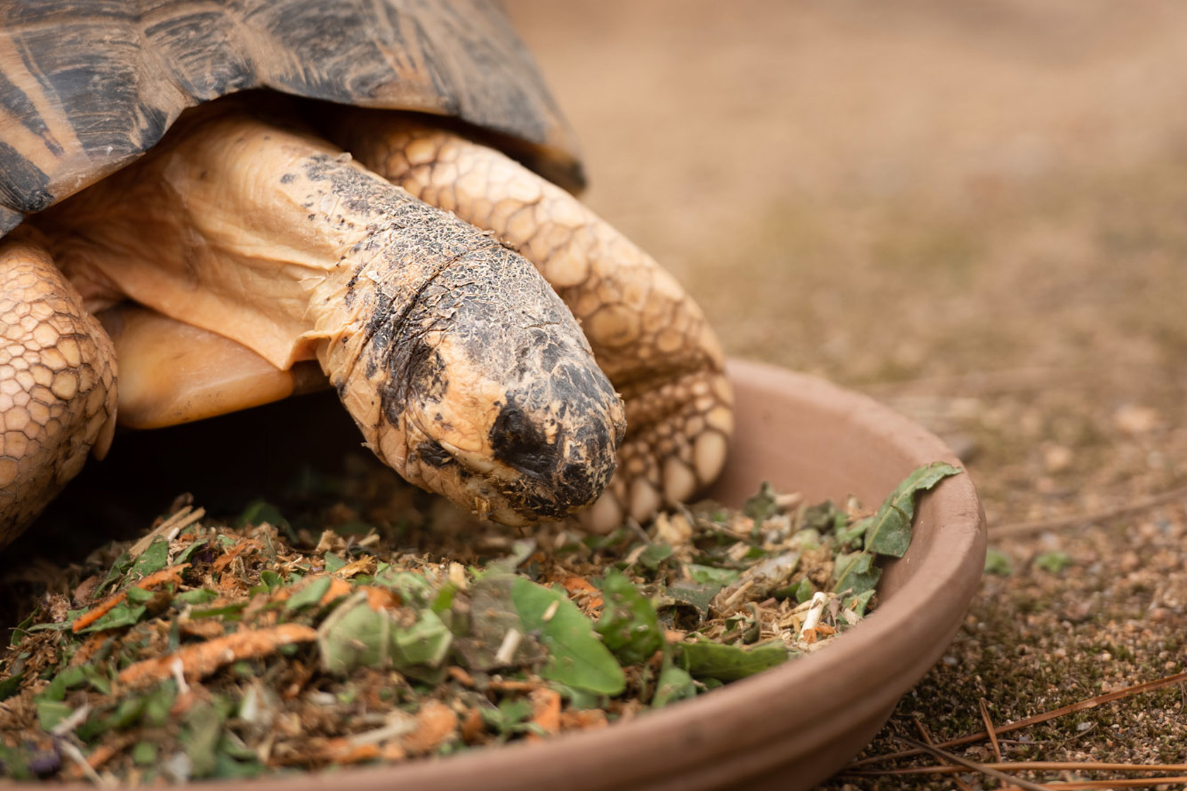 Radiated Tortoise 2021 02