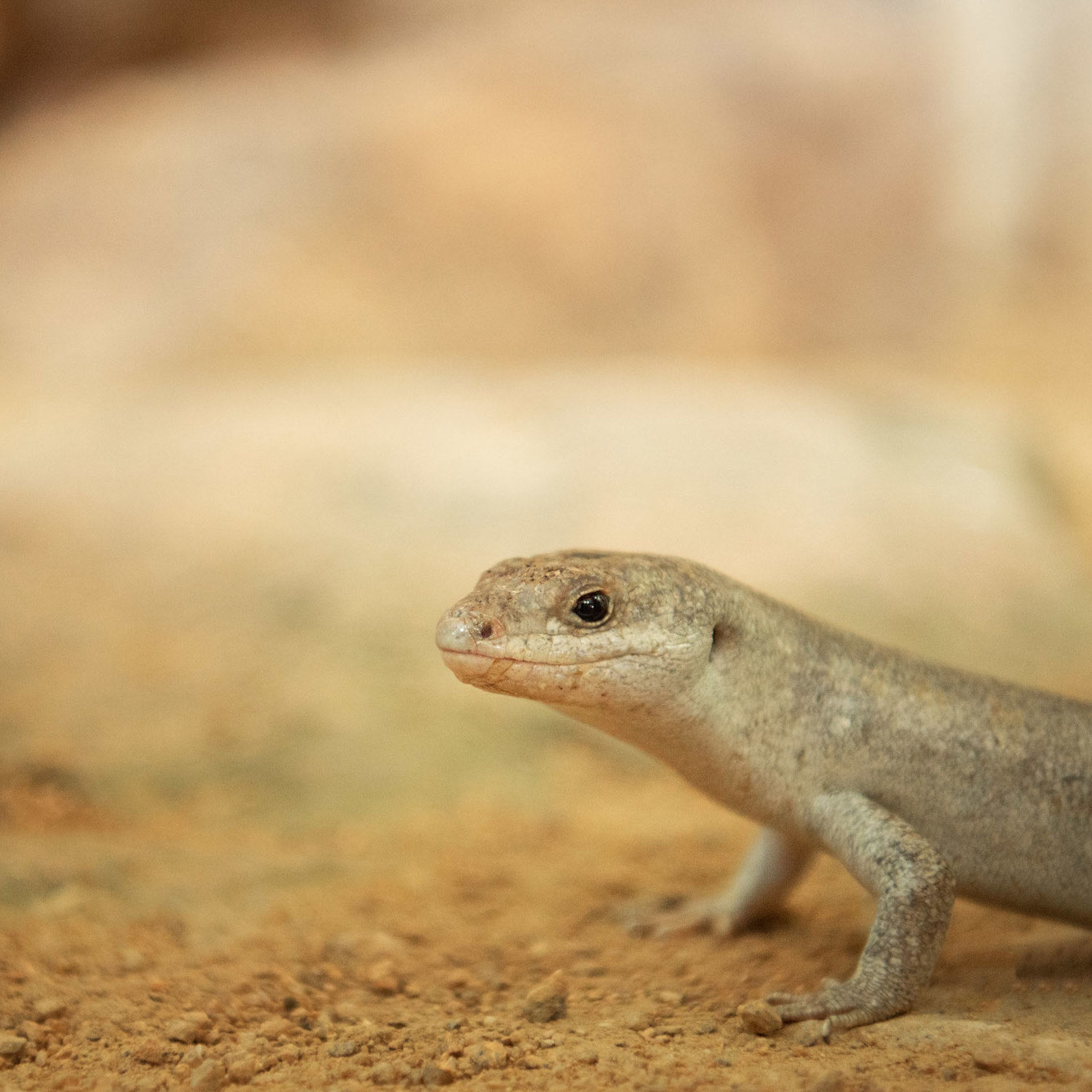 Two Telfair's Skink at Jersey Zoo