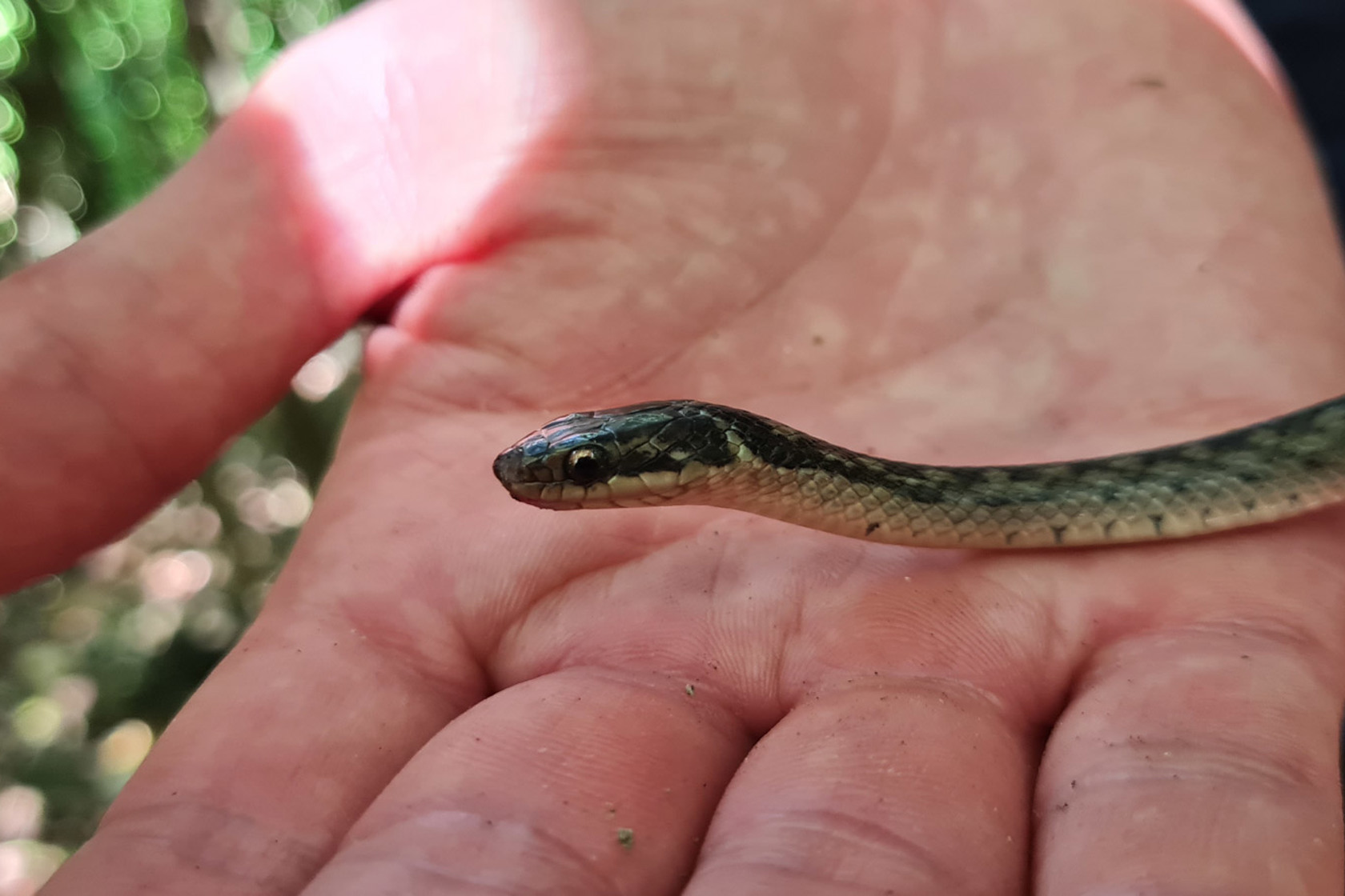 St Lucia Racer Juvenile 3