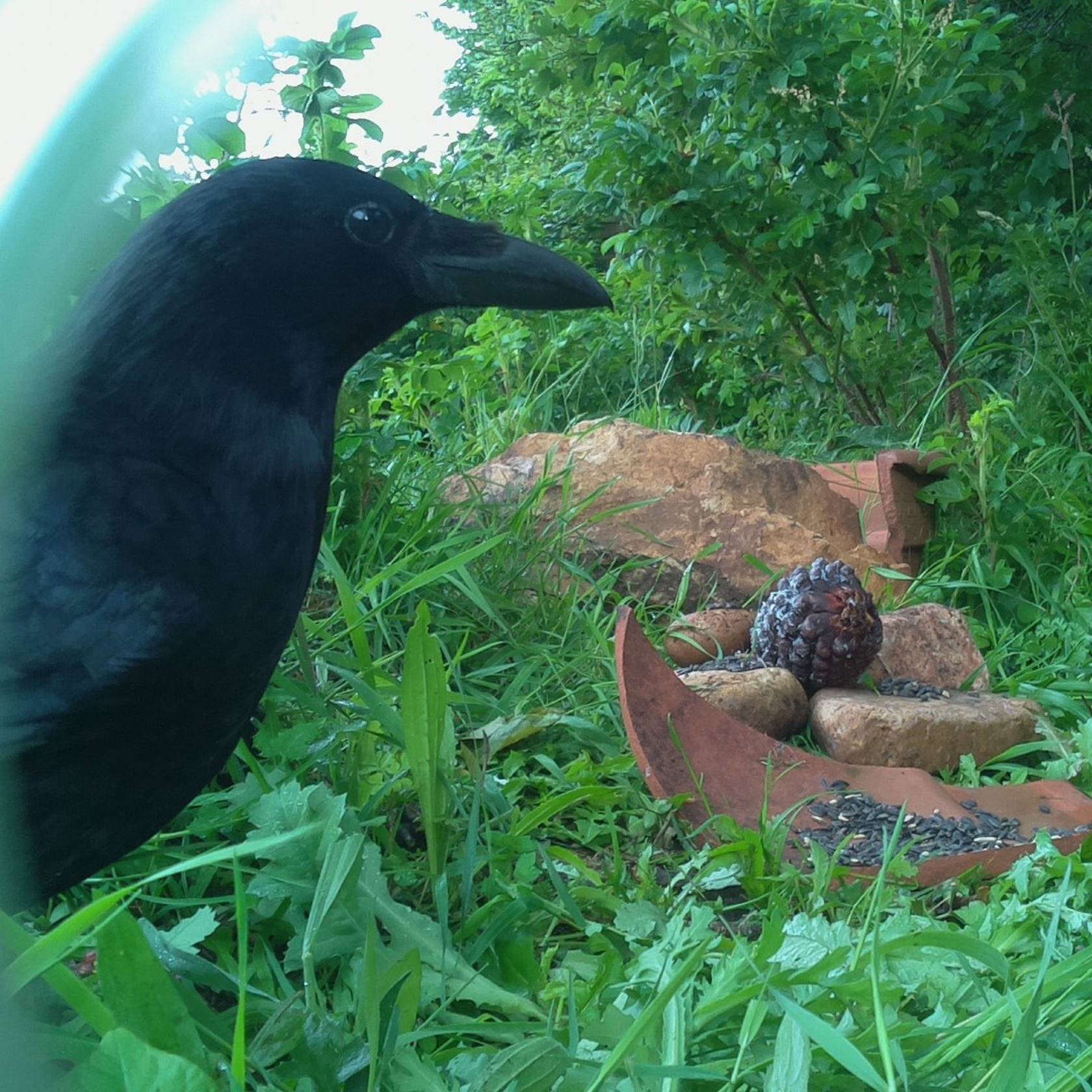 11 Alex (Homeschoolgroup) Crow