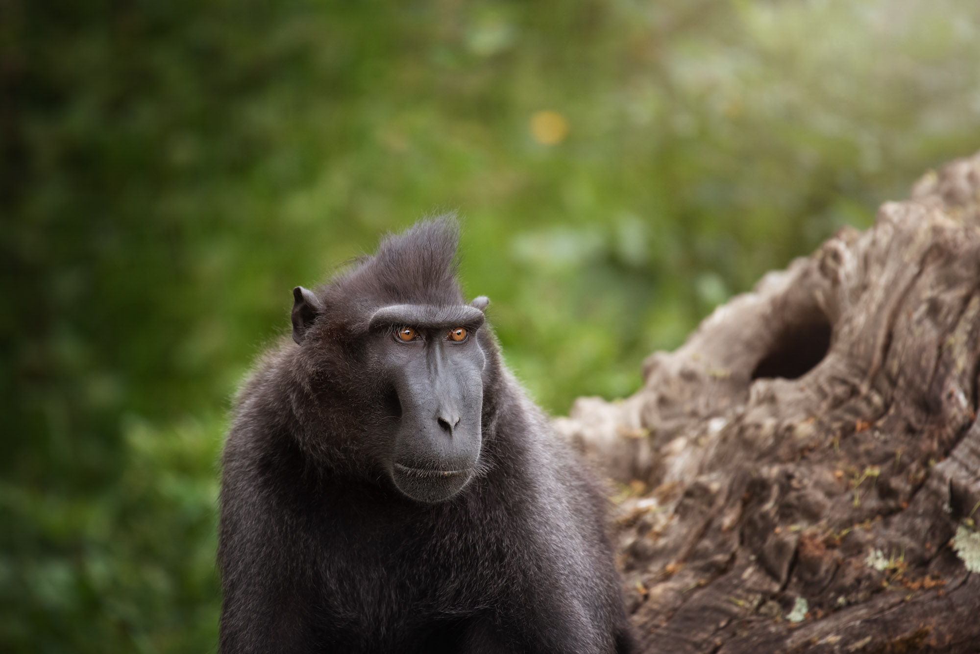 Jersey Zoo's macaques move to a new home | Durrell