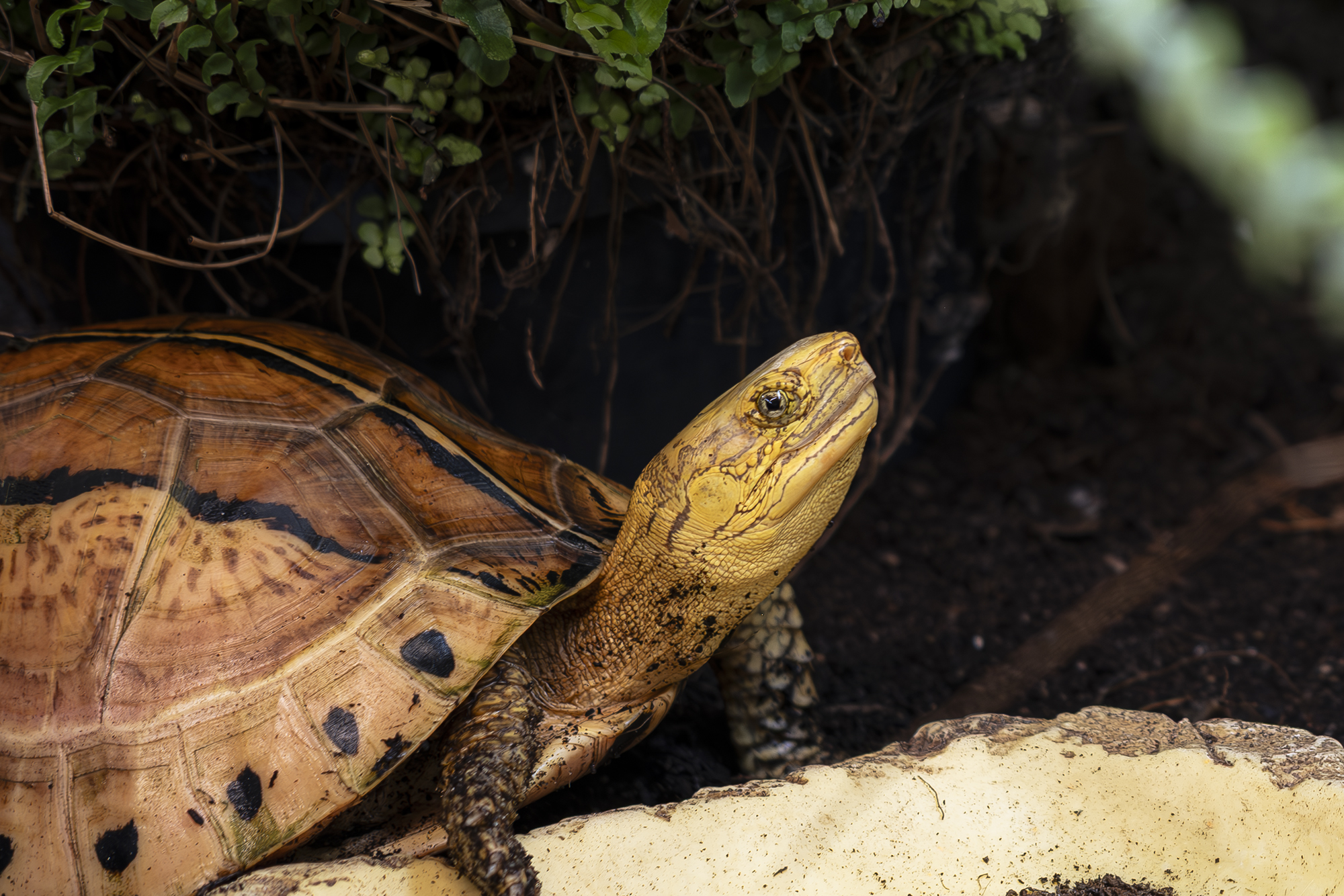 Vietnamese Box Turtle 3