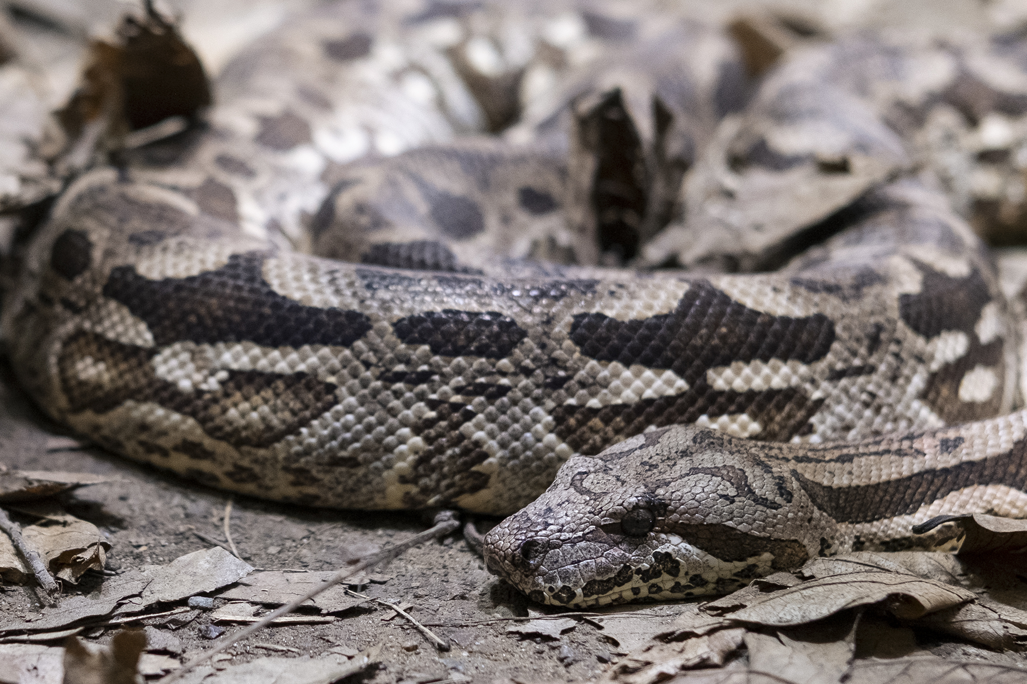 Dumeril's Ground Boa 1