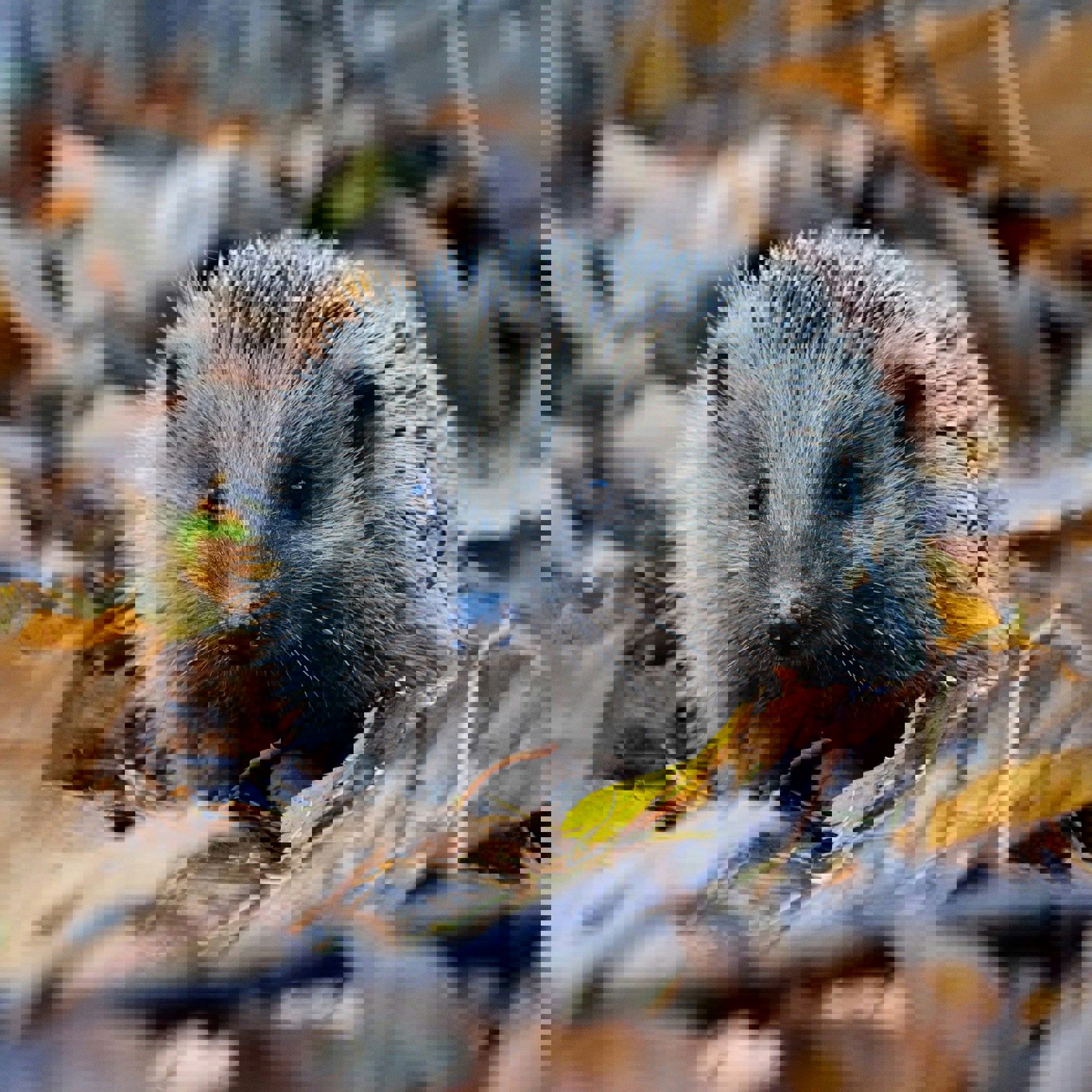 Piotr Laskawski Gxmr7badxqo Unsplash (1)