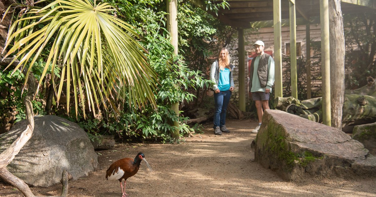 Plan Your Visit To Jersey Zoo Durrell plan-your-visit-to-jersey-zoo-durrell