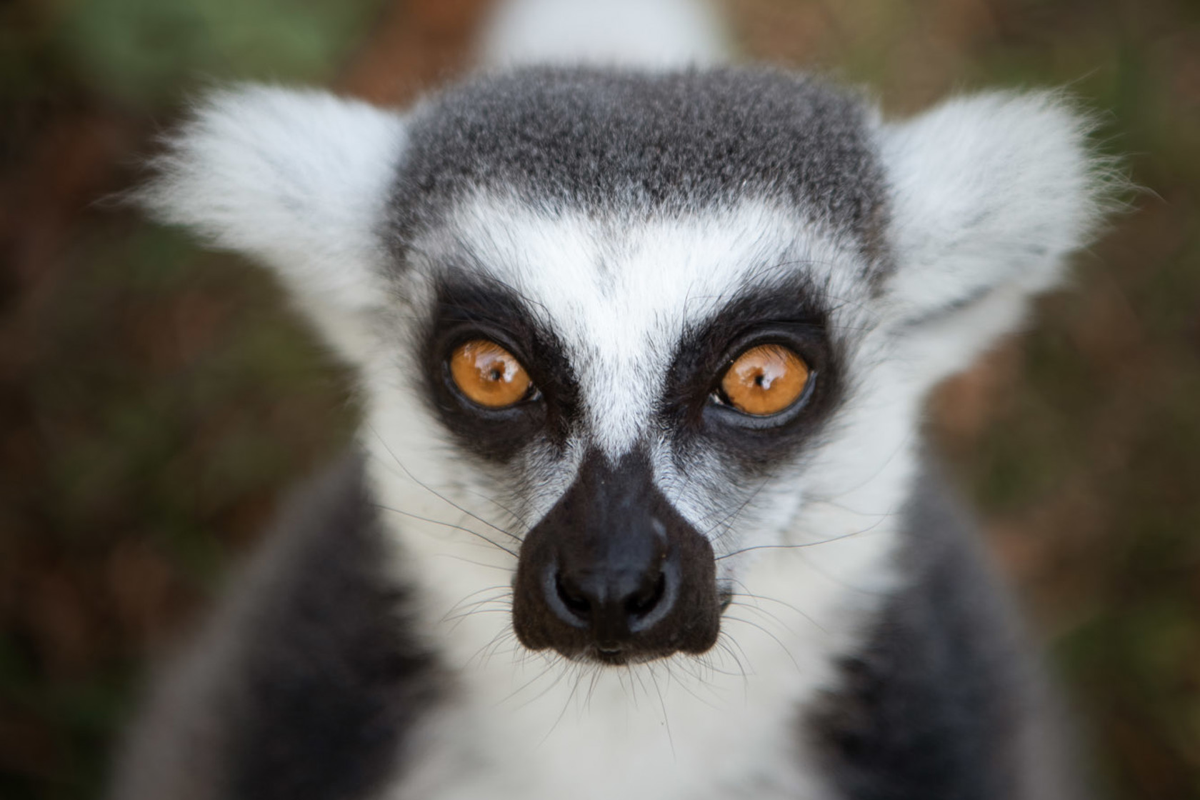 Ring Tailed Lemur at Jersey Zoo