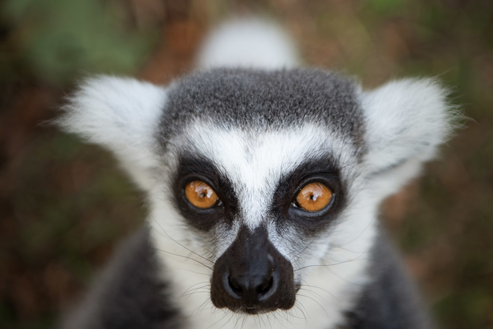 Ring Tailed Lemur at Jersey Zoo