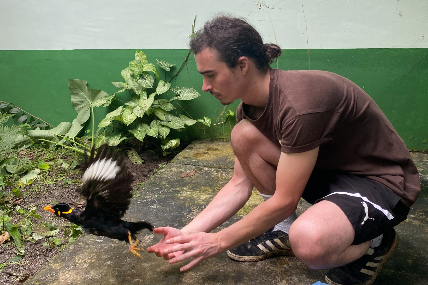 Sam Sumatra Dec 2024 Myna Release Taken By Jaya Parulian