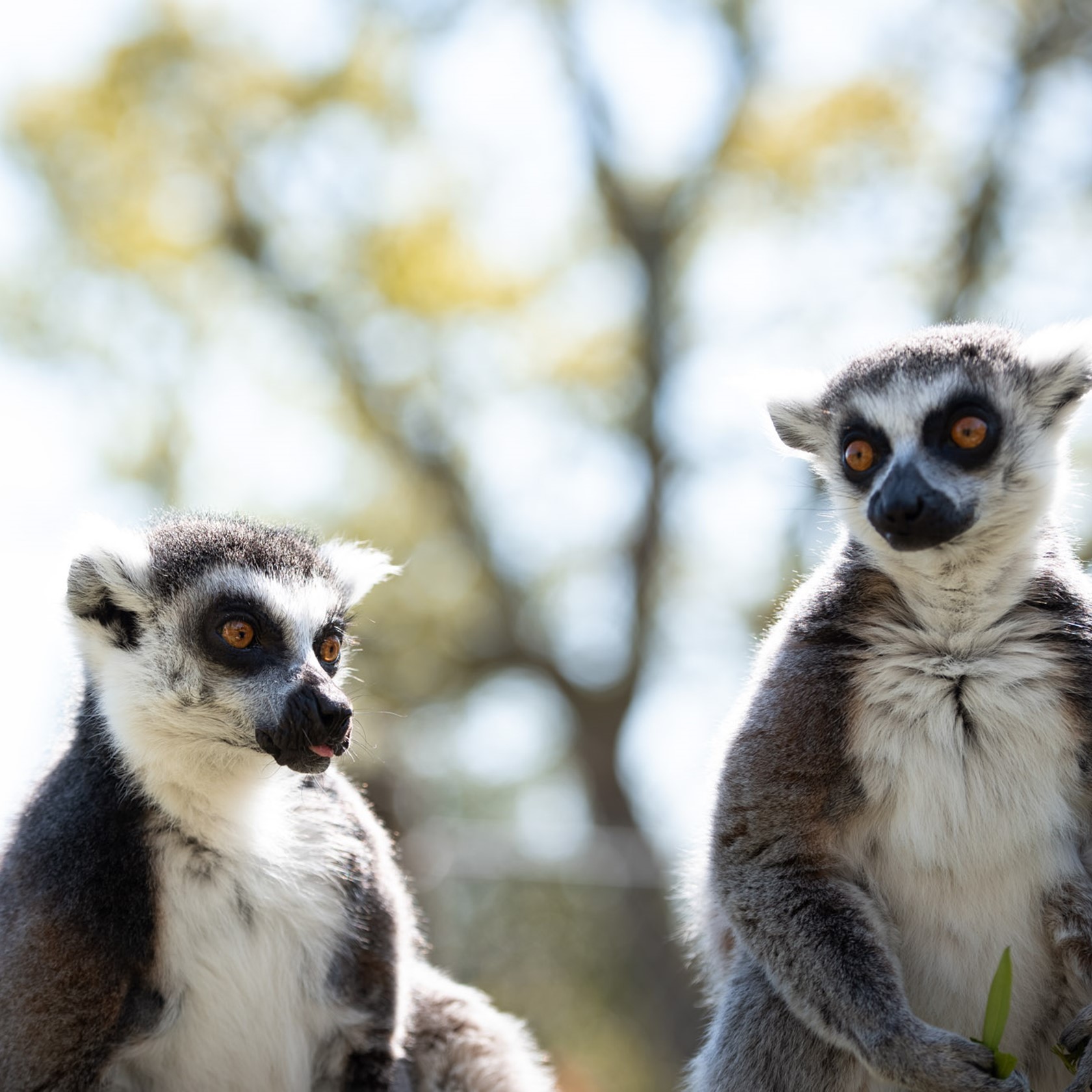 Meet The Lemurs