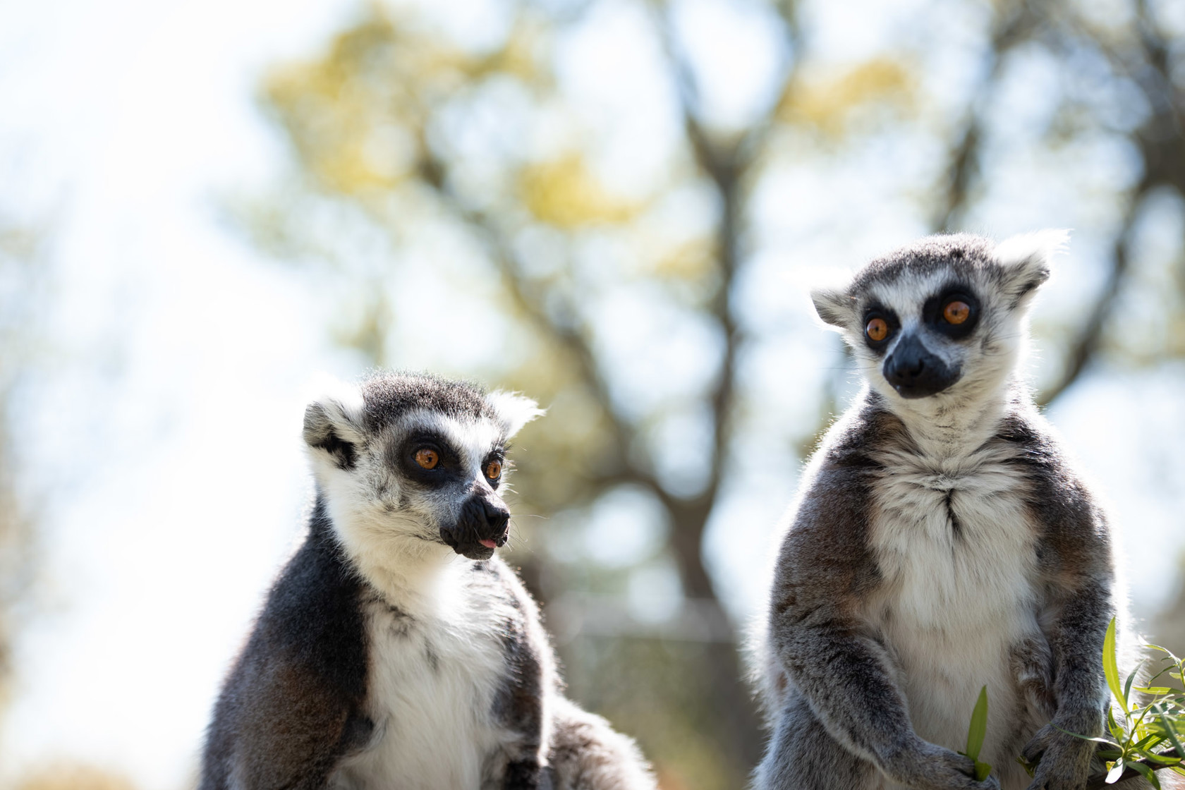 Ring Tailed Lemur 2021 03
