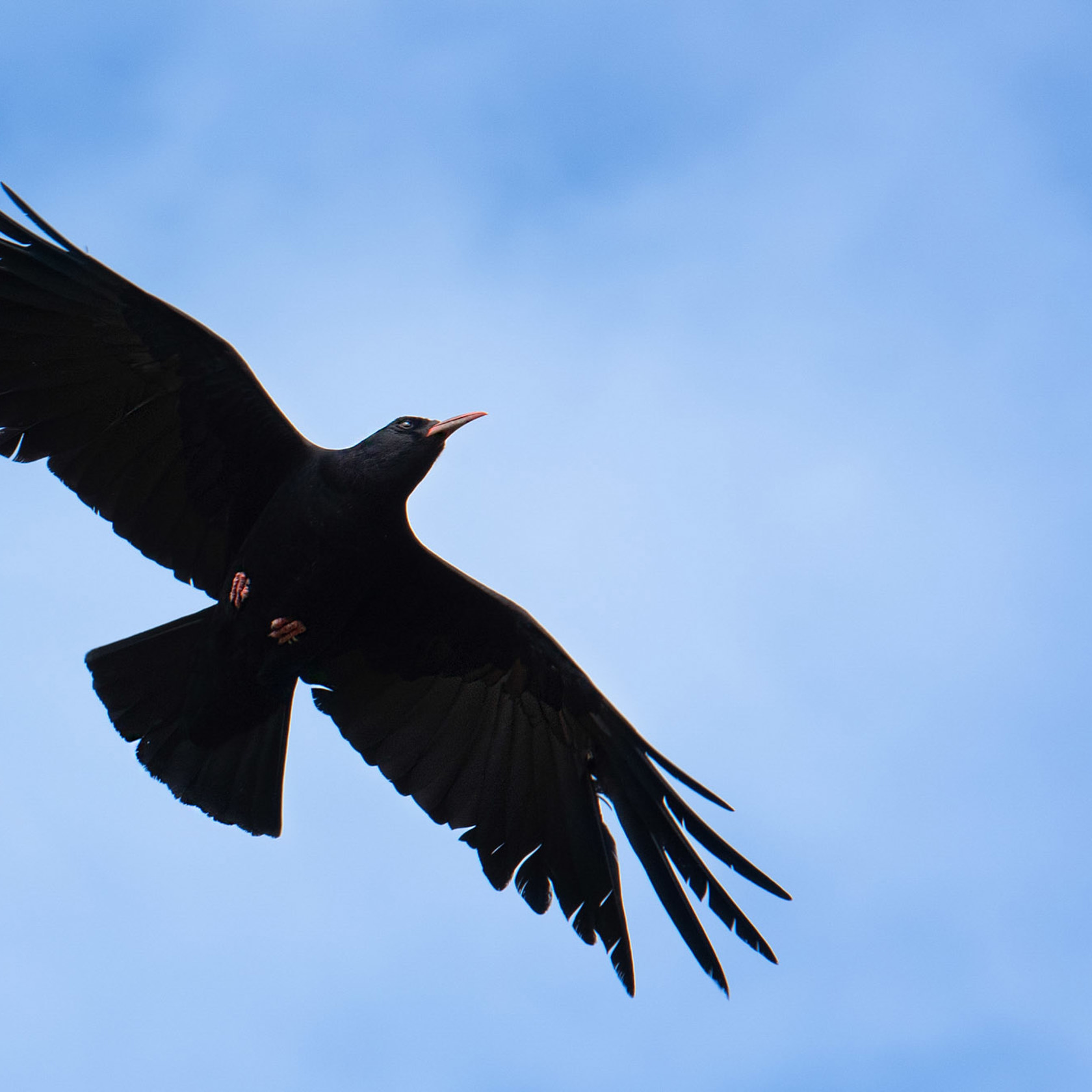 Chough in flight