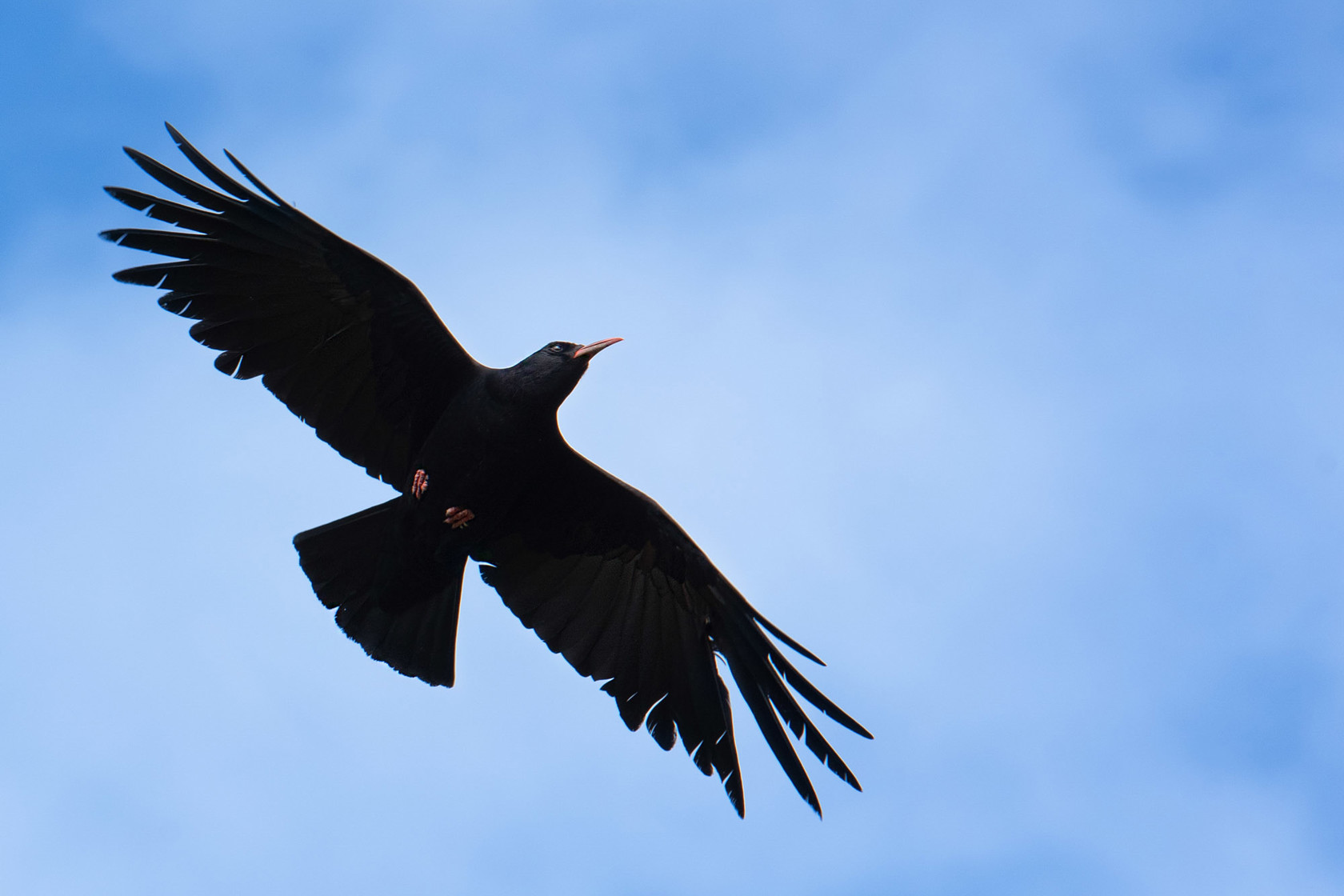 Chough in flight