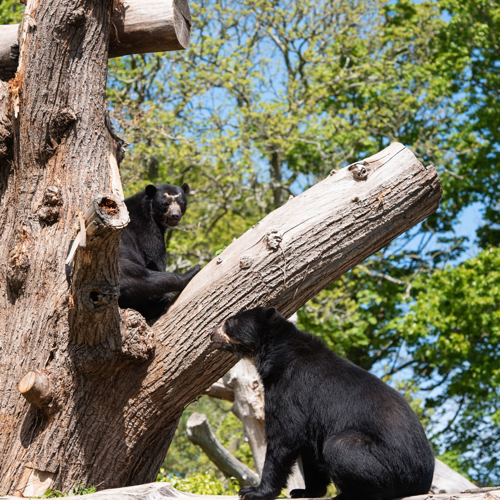 Spectacled Bear 2021 12