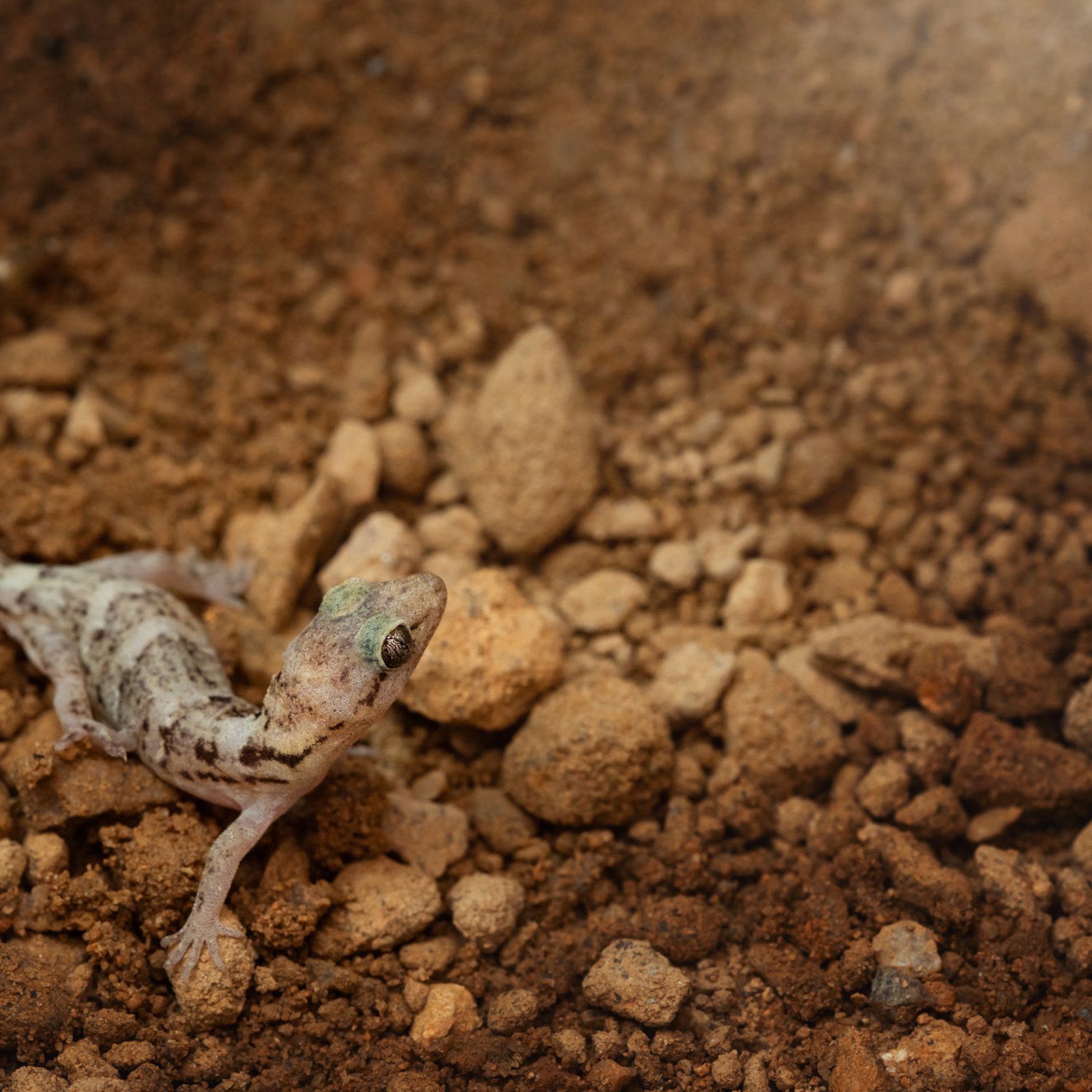 Lesser Night Gecko at Jersey Zoo
