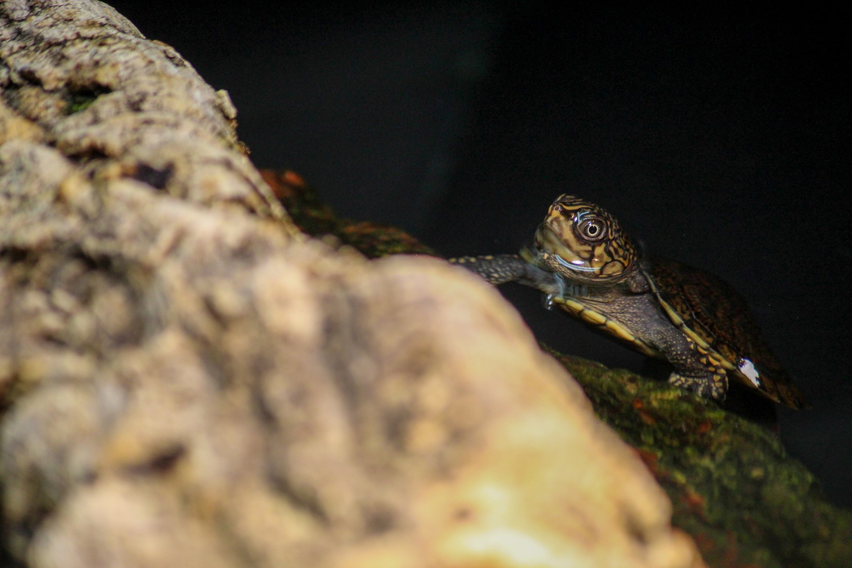 Rere hatchling behind the scenes in the Amphibian & Reptile House at Jersey Zoo 2